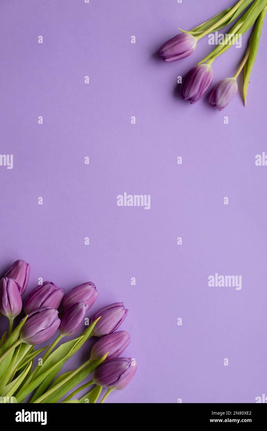 Tulipani freschi di primavera su sfondo viola per la giornata della mamma, carta di auguri di San Valentino Foto Stock