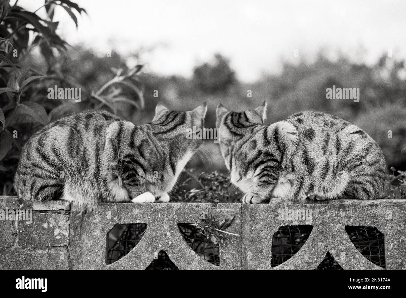 Gatti tabby identici seduti sulla parete del giardino (vista posteriore) Foto Stock