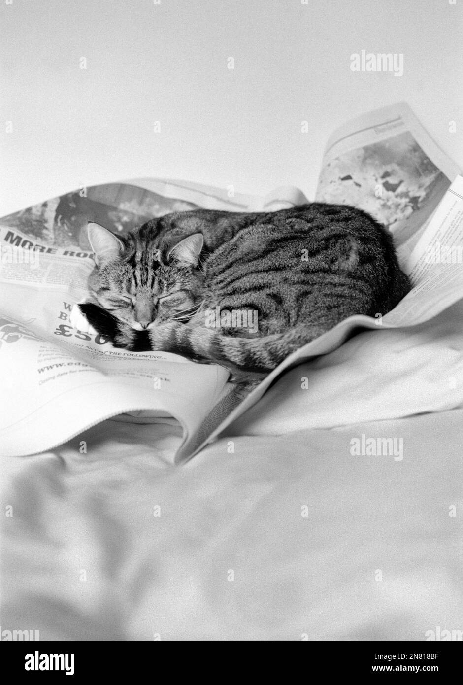 Giovane gatto tabby che dorme sopra un giornale Foto Stock