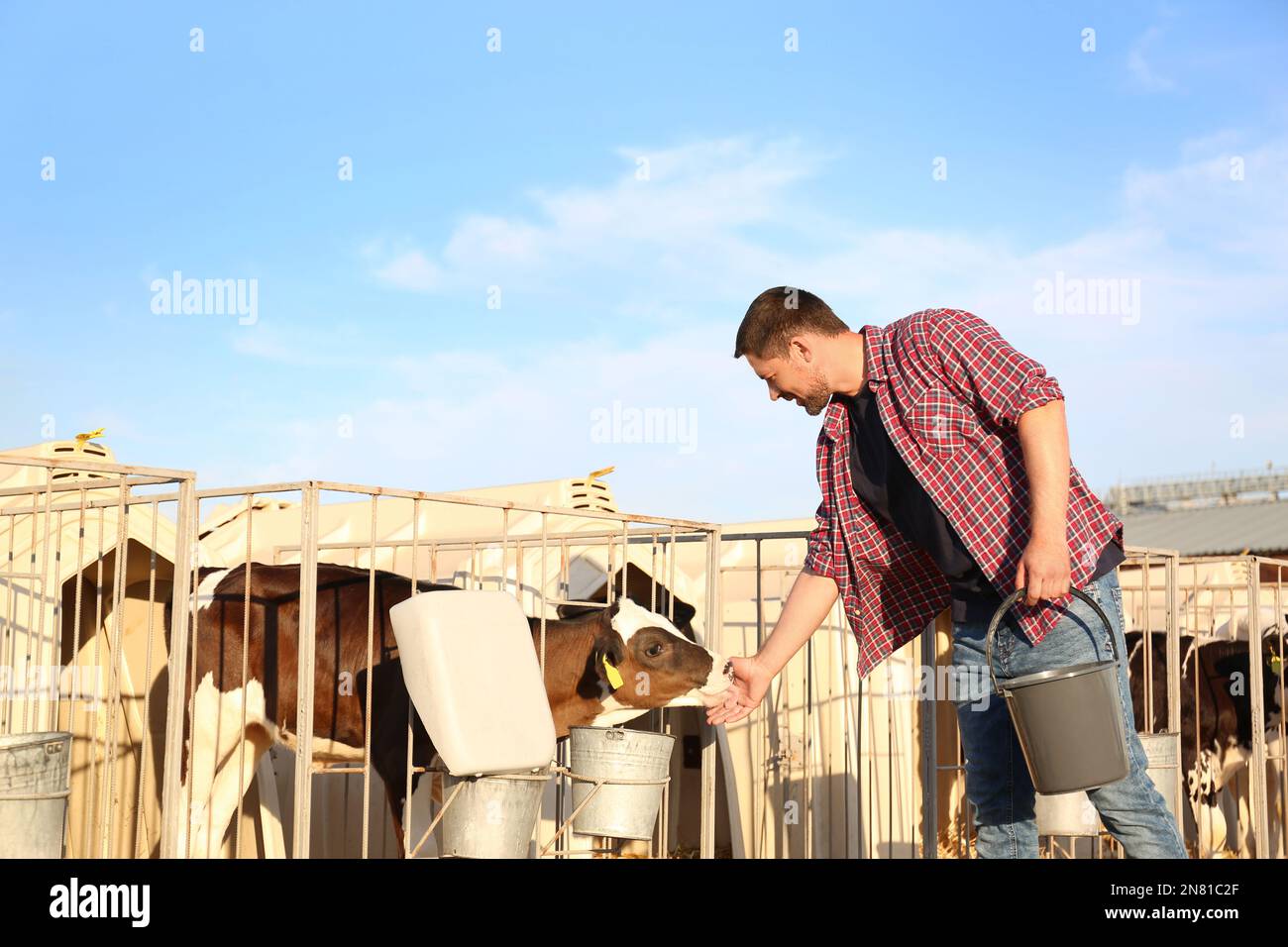 Lavoratore accarezzare carino polpaccio in fattoria. Zootecnia Foto Stock