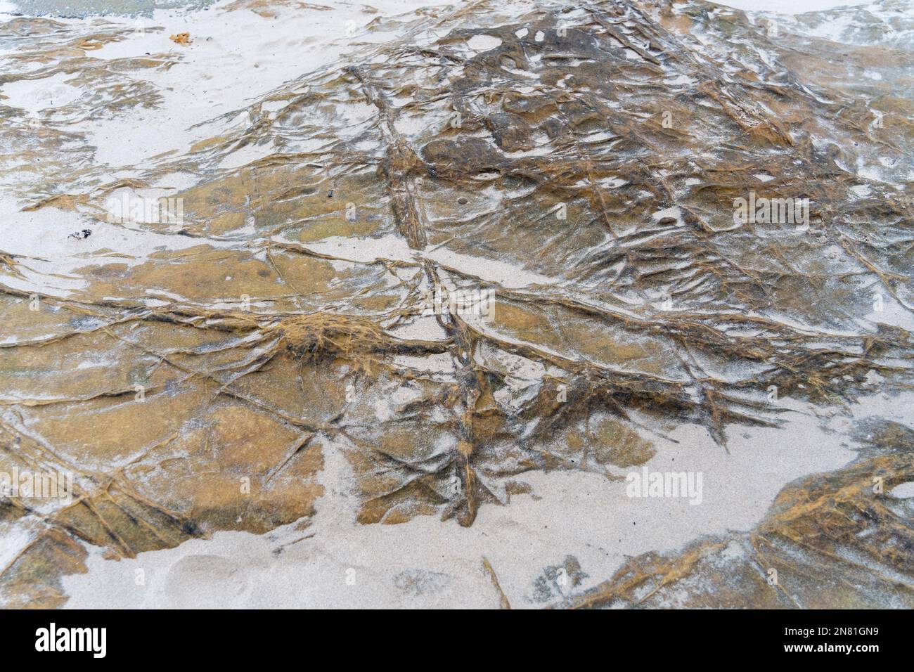 Vene minerali baritiche nelle rocce di arenaria sulla spiaggia di Cullercoats Bay, vicino a Tynemouth, Regno Unito Foto Stock
