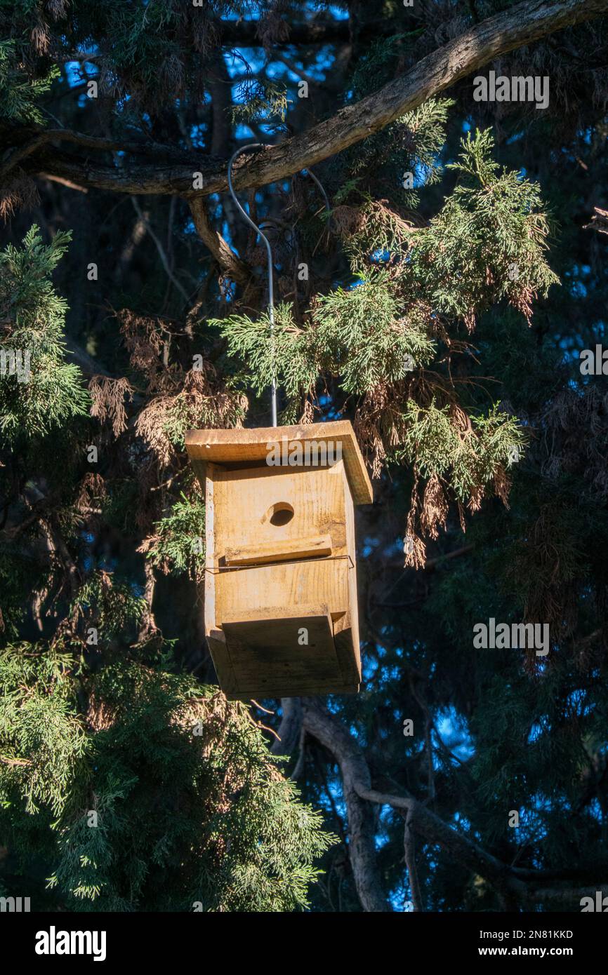 Voliera forestale arroccata in un albero Foto Stock