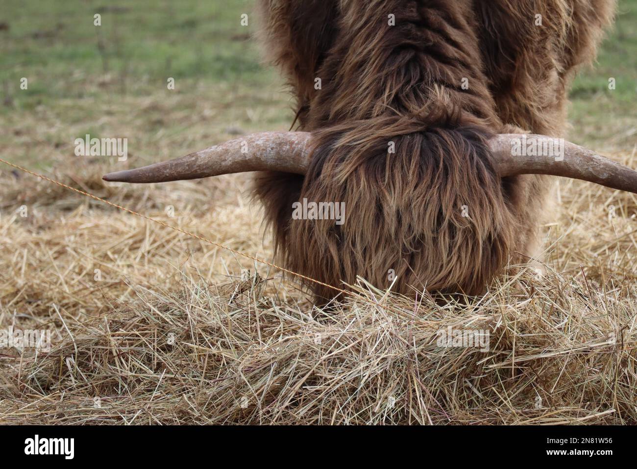Il bestiame delle Highland non può essere disturbato quando mangia Foto Stock