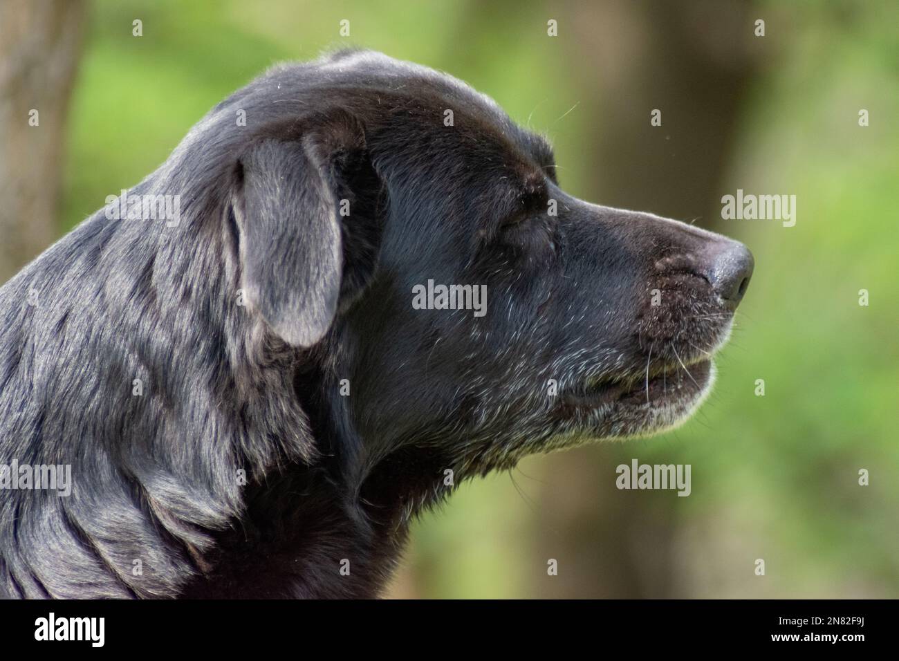 Black dog labrador primo piano cercando focalizzato Foto Stock