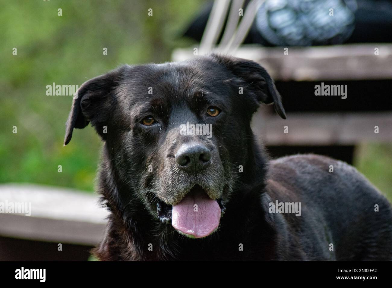 Cane nero vagante che posa con sorriso alla macchina fotografica Foto Stock