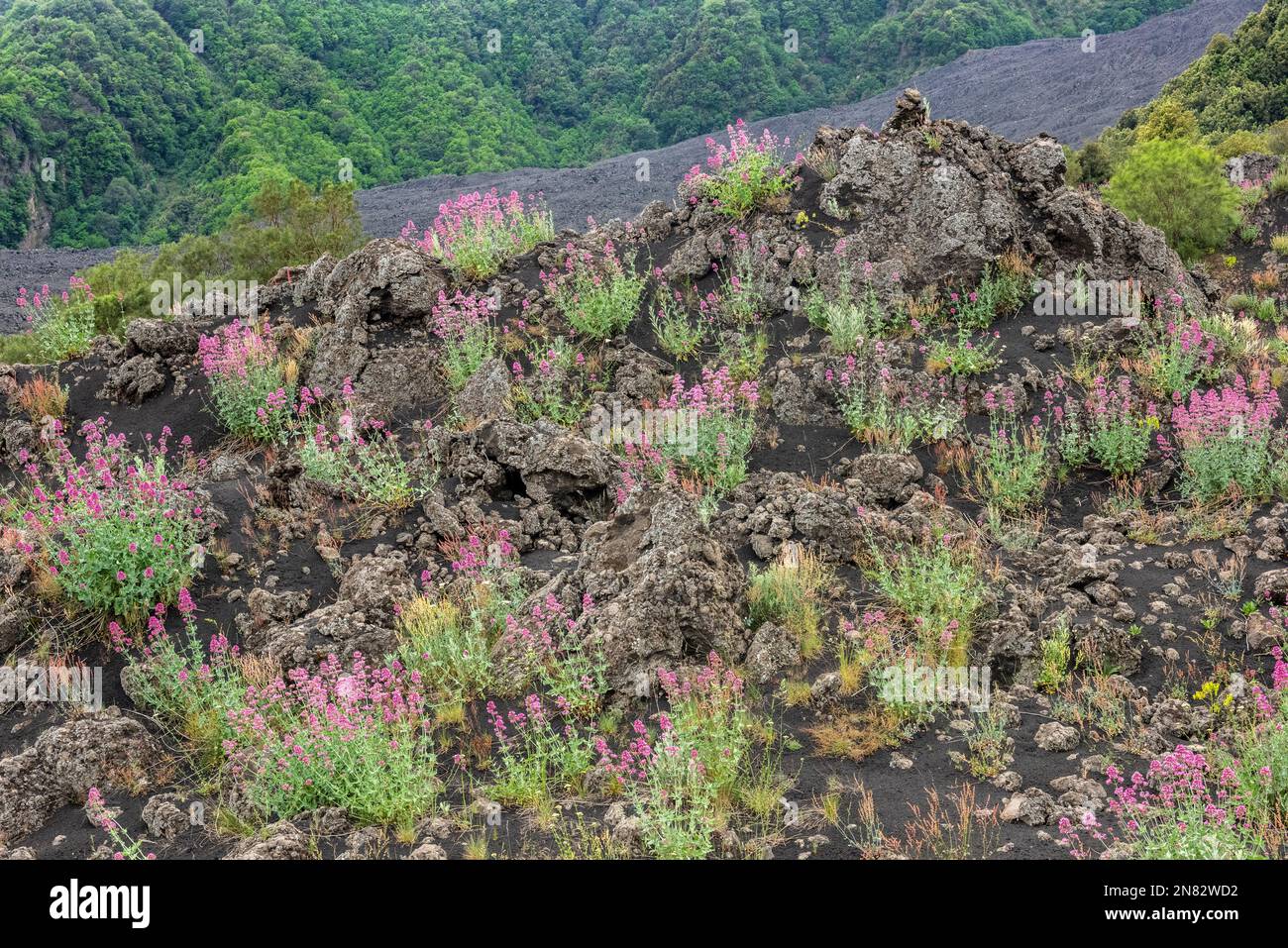 Monte Etna Sorrel (Rumex scutatus) fiorito su un vecchio flusso di lava solidificato nella Valle del Bove, alto sul famoso vulcano siciliano Foto Stock