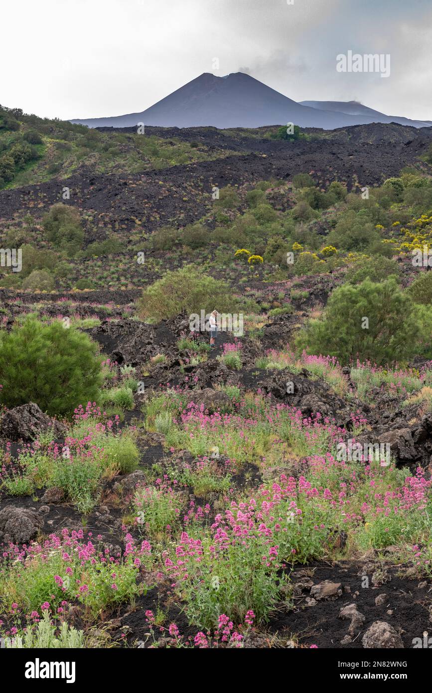 Monte Etna Sorrel (Rumex scutatus aetnensis) fiorito su un vecchio flusso di lava solidificato nella Valle del Bove, alto sul famoso vulcano siciliano Foto Stock