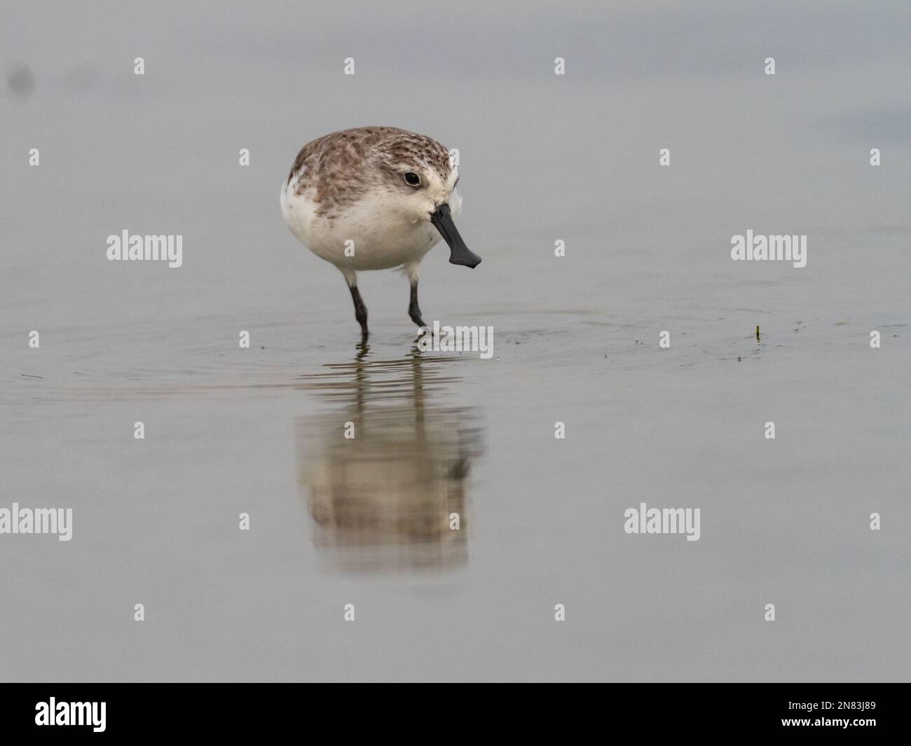 Sandpiper su cucchiaio, Calidris pygmaea, un uccello di mare a rischio critico proveniente dalla vicina Bangkok, Thailandia Foto Stock