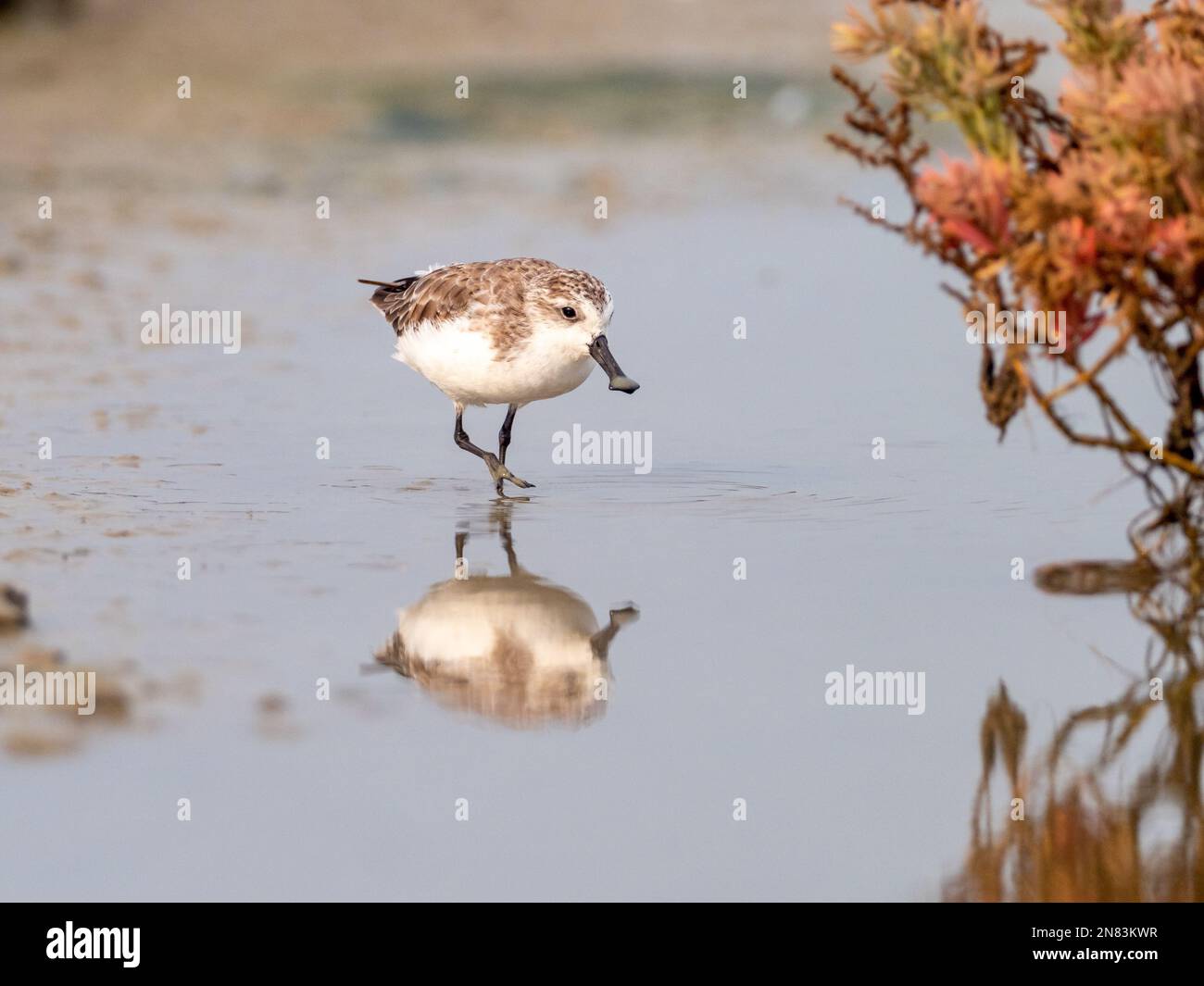 Sandpiper su cucchiaio, Calidris pygmaea, un uccello di mare a rischio critico proveniente dalla vicina Bangkok, Thailandia Foto Stock