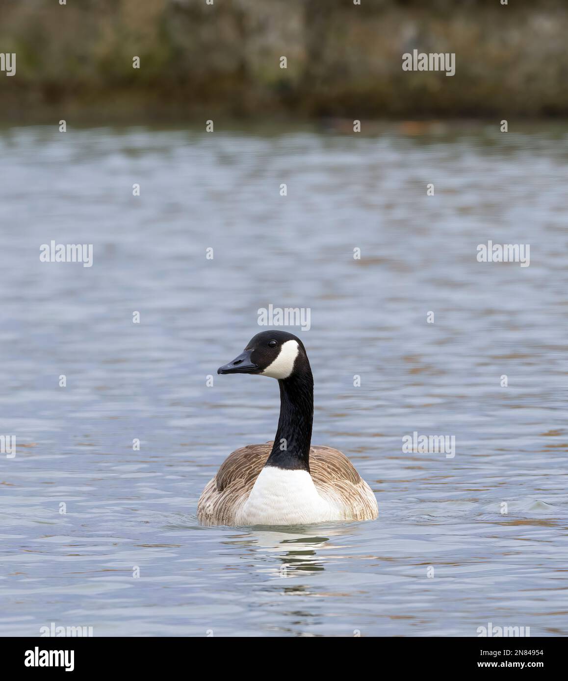 Un singolo adulto Canada Goose, (Branta canadensis), su un lago a Lytham, Lancashire, Regno Unito Foto Stock