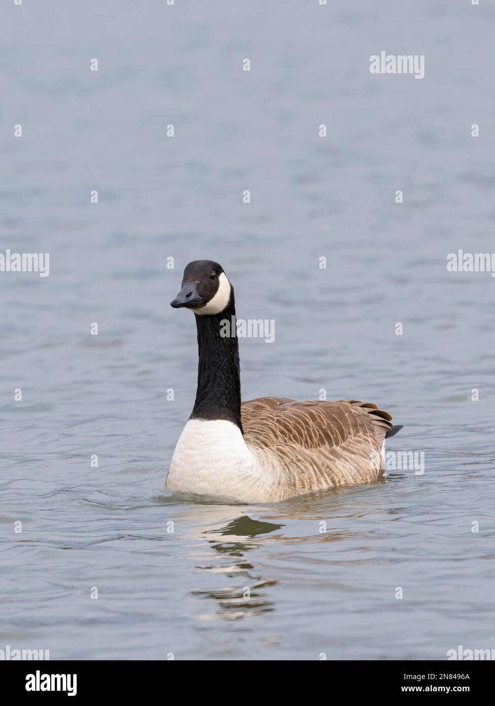 Un singolo adulto Canada Goose, (Branta canadensis), su un lago a Lytham, Lancashire, Regno Unito Foto Stock