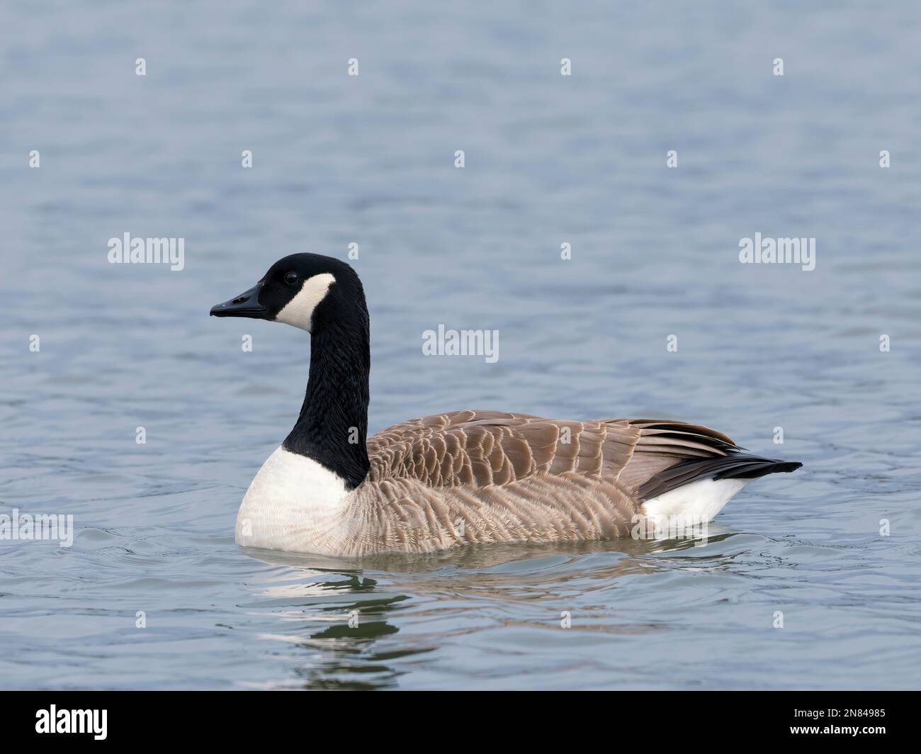 Un singolo adulto Canada Goose, (Branta canadensis), su un lago a Lytham, Lancashire, Regno Unito Foto Stock