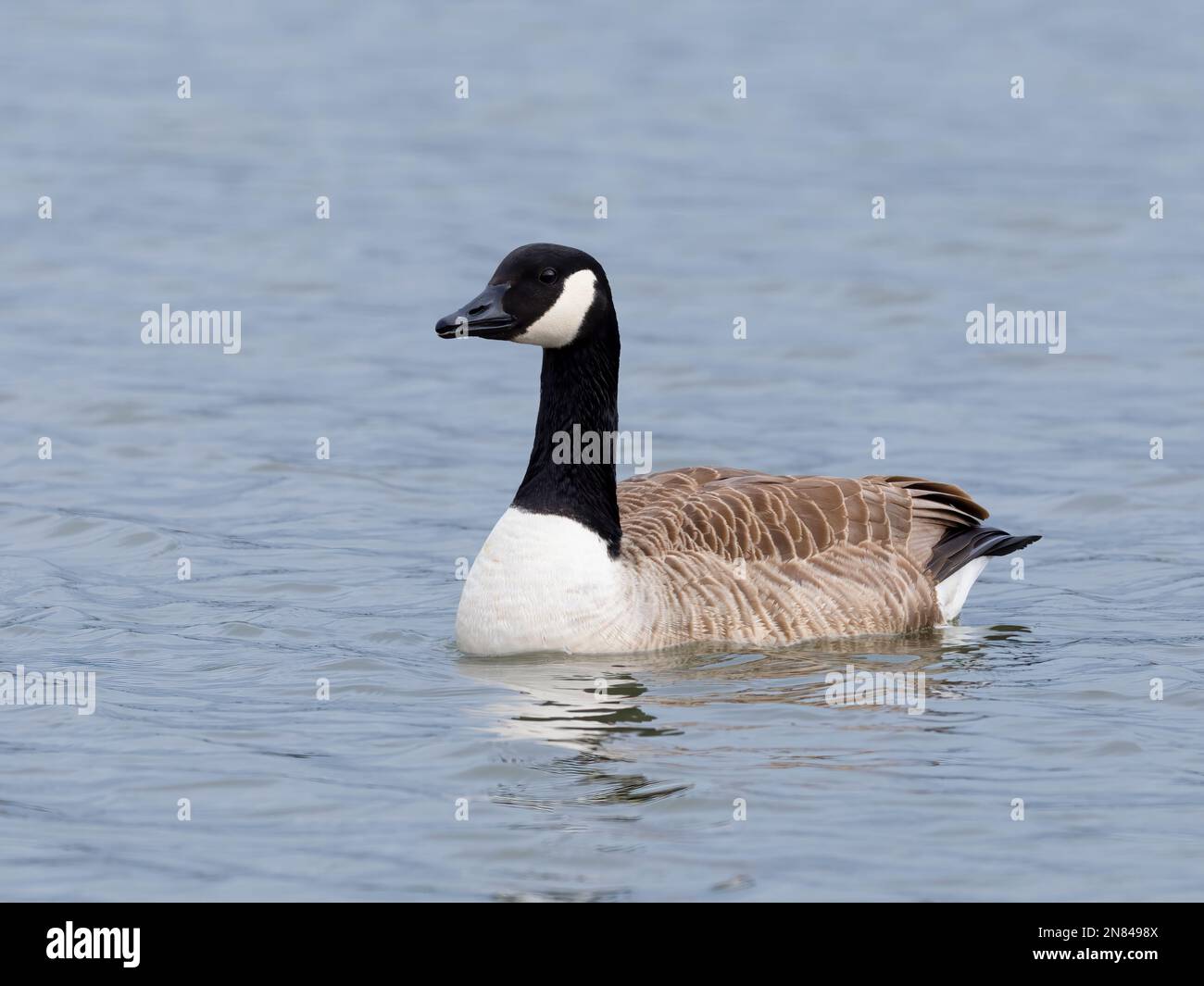 Un singolo adulto Canada Goose, (Branta canadensis), su un lago a Lytham, Lancashire, Regno Unito Foto Stock