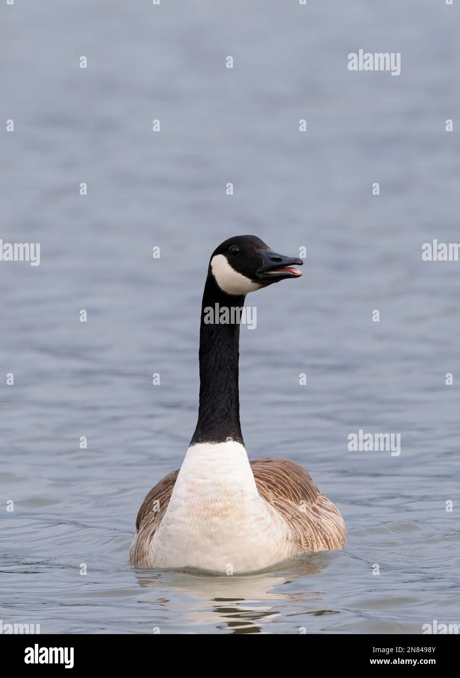 Un singolo adulto Canada Goose, (Branta canadensis), su un lago a Lytham, Lancashire, Regno Unito Foto Stock