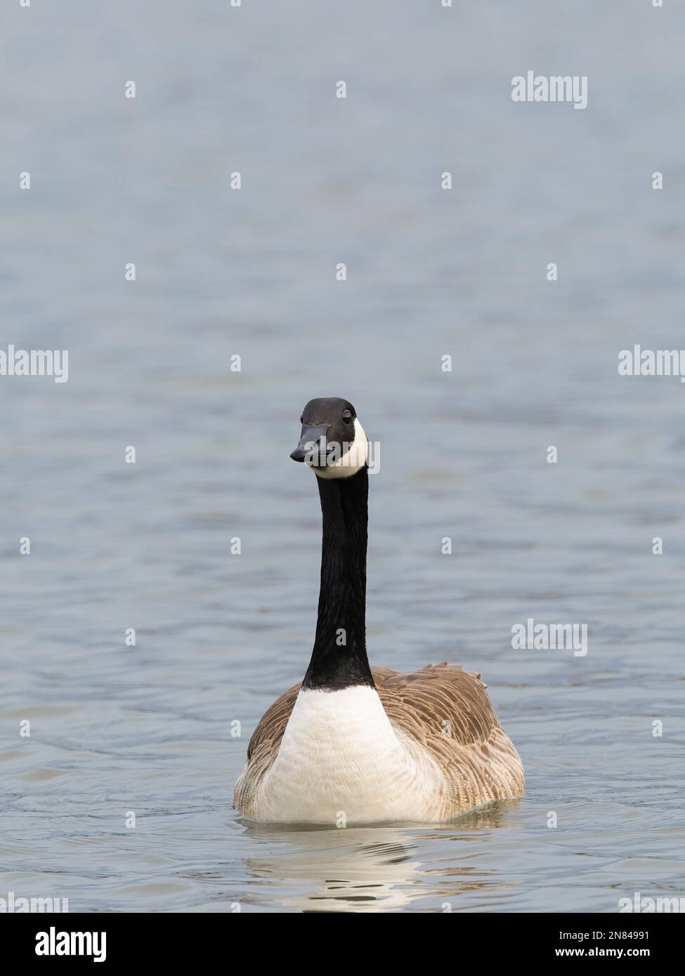 Un singolo adulto Canada Goose, (Branta canadensis), su un lago a Lytham, Lancashire, Regno Unito Foto Stock