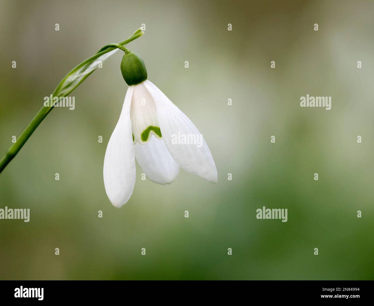 Primo piano di un singolo fiore di Snowdrop, (Galanthus nivalis) isolato contro uno sfondo sfocato Foto Stock