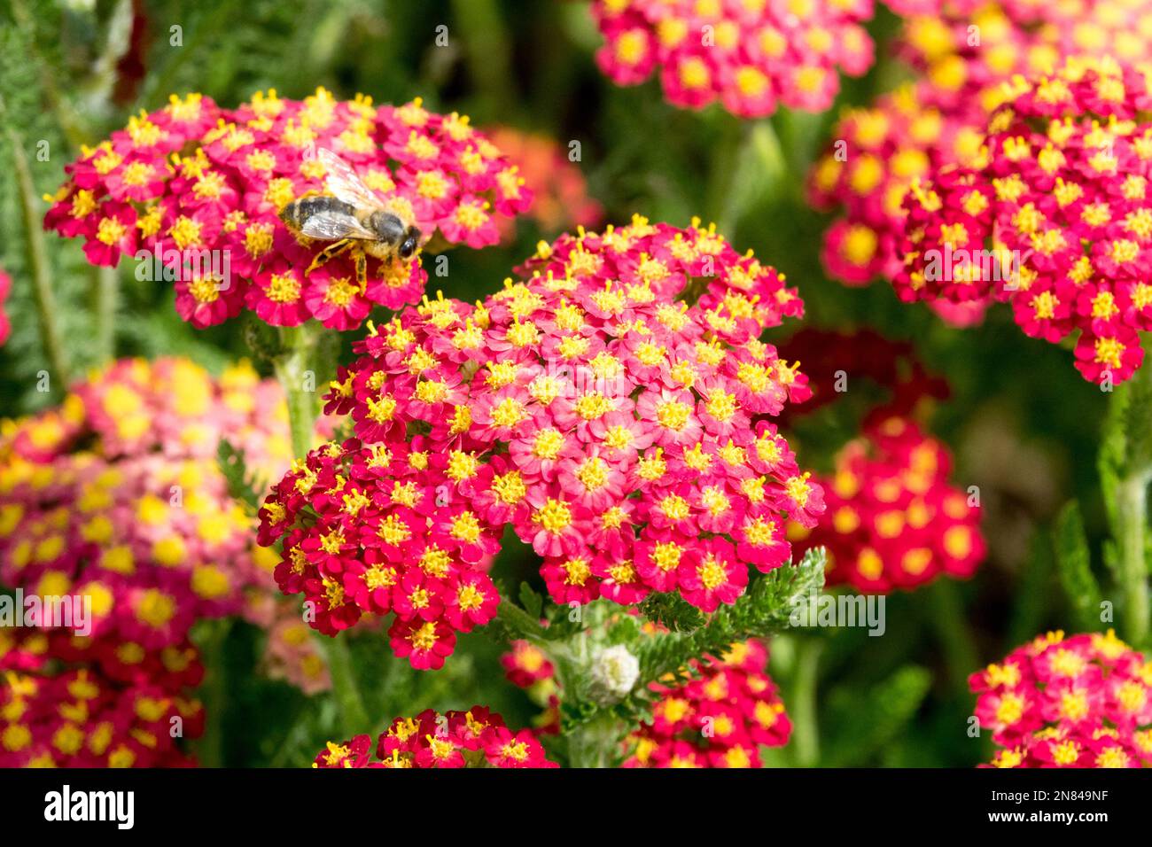 Fiore di Yarrow, rosso della vigilia del deserto di Achillea, ape, pianta da giardino in fiore, ape del miele europea su yarrow in fiore Foto Stock