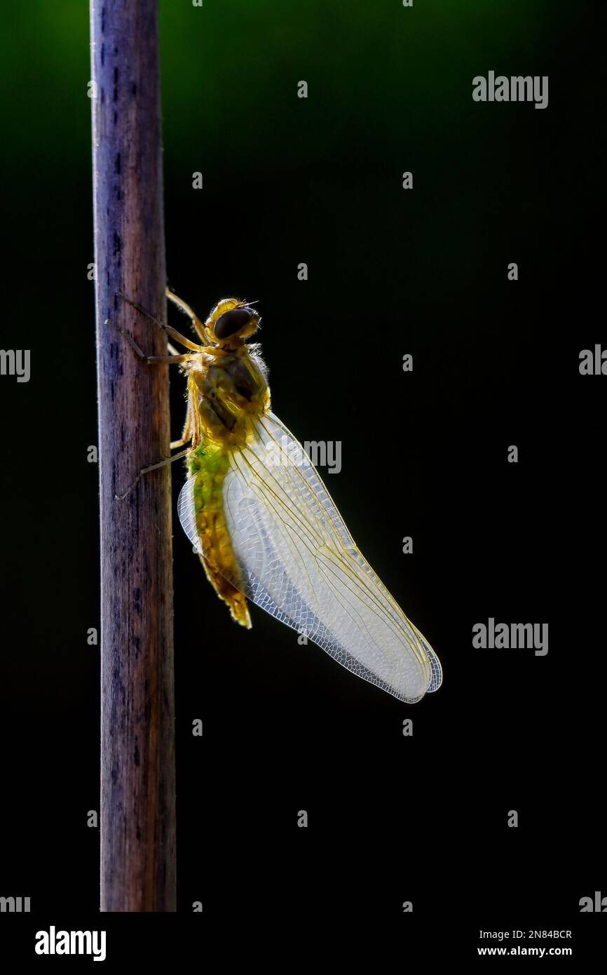 Libellula che si trasforma dalla pupa in insetto. Foto Stock