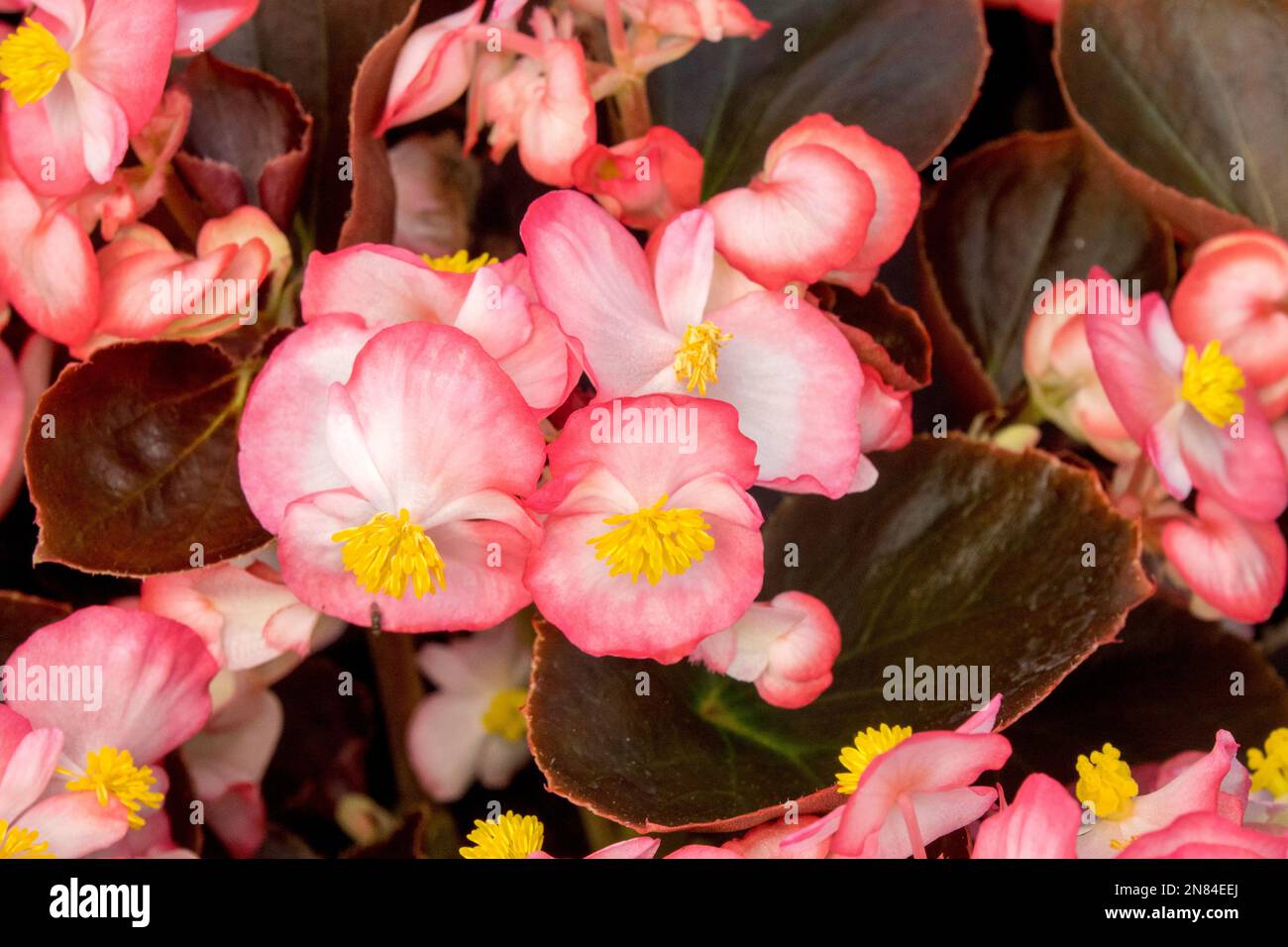 Cera Begonia, salmone, colore, Begonia semperflorens 'Marsala bicolor', Rosa, Fiori, Begonia fibrosa radicata Foto Stock Cera Begonia, salmone, colore, Begonia semperflorens 'Marsala bicolor', Rosa, Fiori, Begonia fibrosa radicata Foto Stock