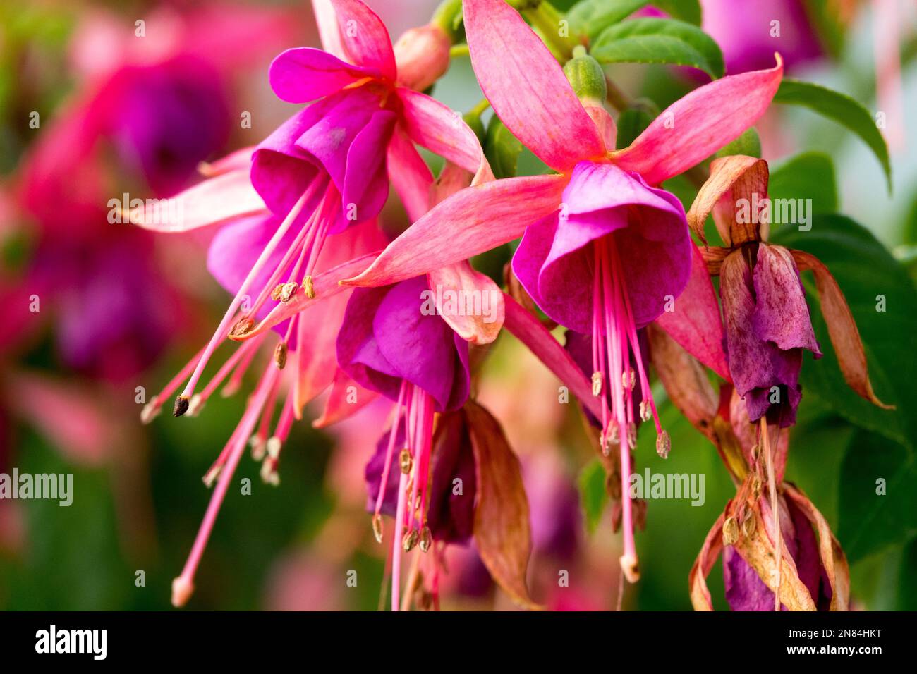 Fuchsias, fioritura, Fuchsia Jollies trailing Belfort, Fuchsia Hybrid, Fuchsia Foto Stock