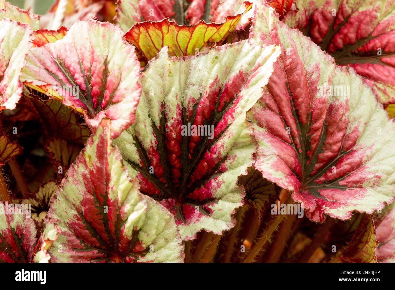 Begonia 'sera Glow', Begonia Rex, Begonia lascia Foto Stock