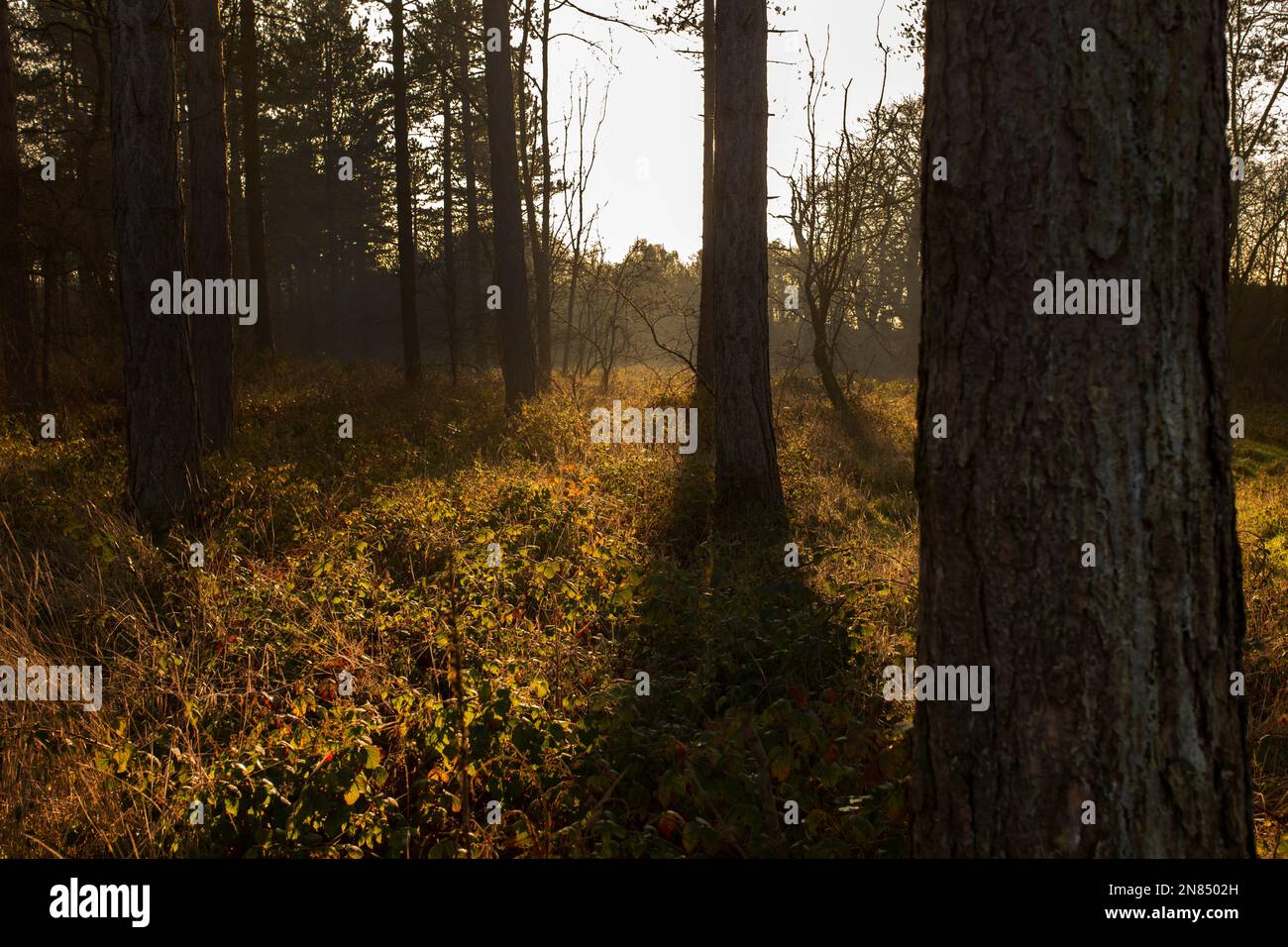 Sole che splende attraverso gli alberi nel bosco che getta ombre in inverno. Paesaggio forestale invernale. Foto Stock