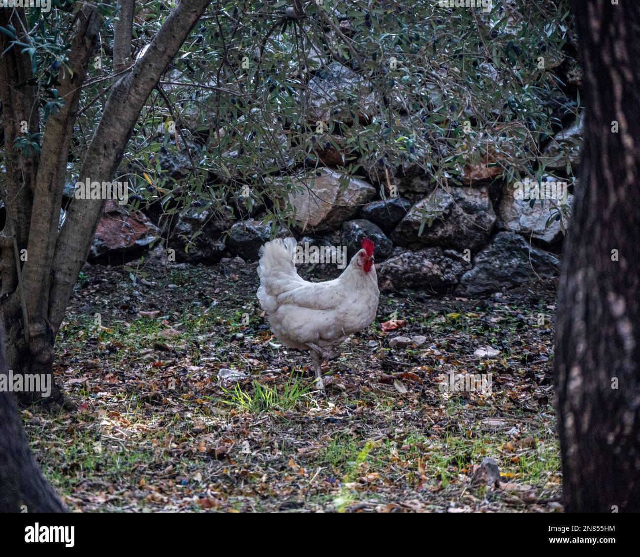 Vista ravvicinata del profilo di un pollo alla Bresse Gauloise appollaiato con una gamba a terra Foto Stock