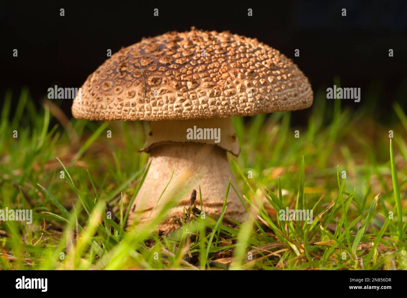 Grande fungo marrone Foto Stock