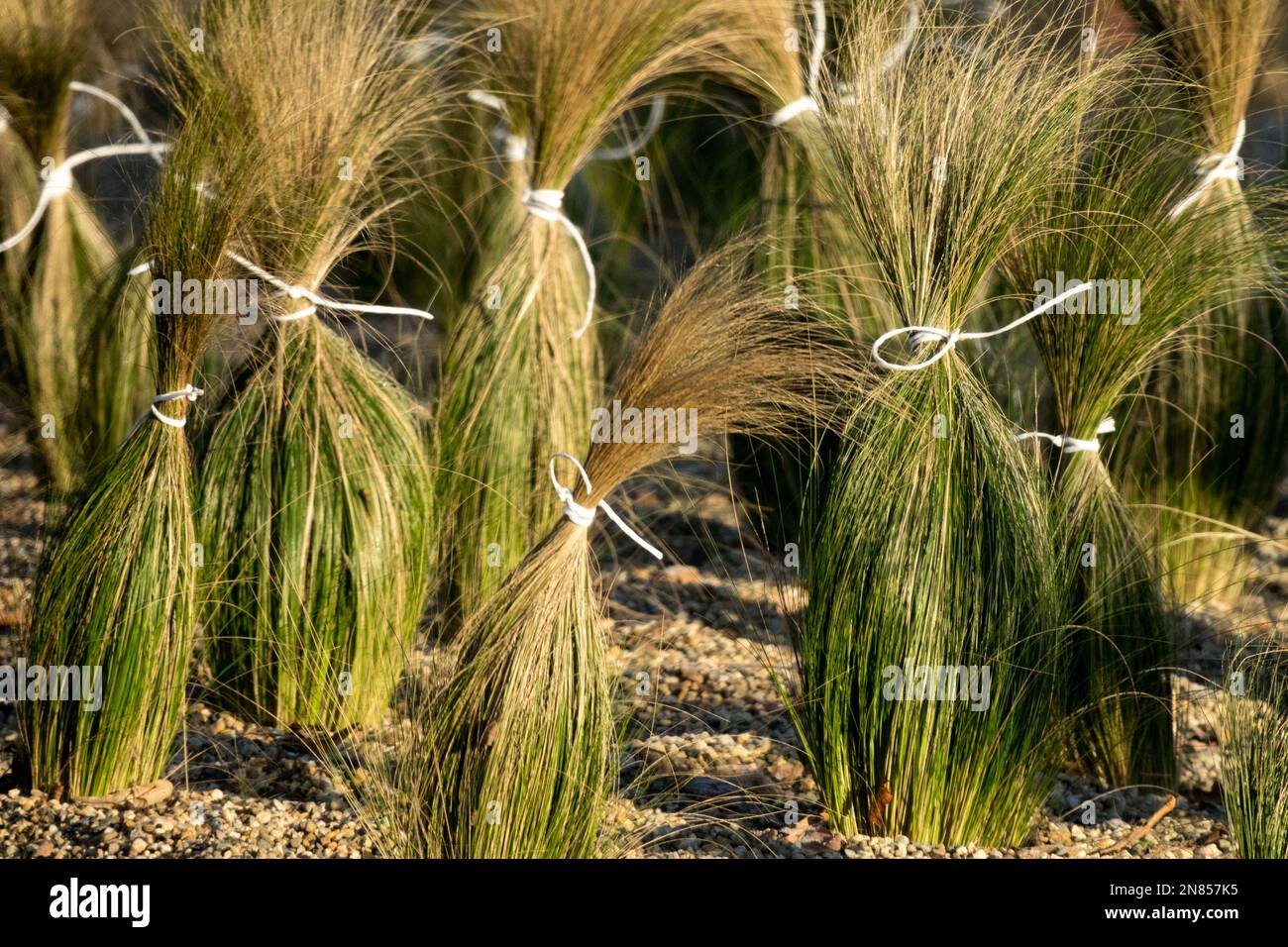 Giardino di erbe di inverno legato su gambi Foto Stock