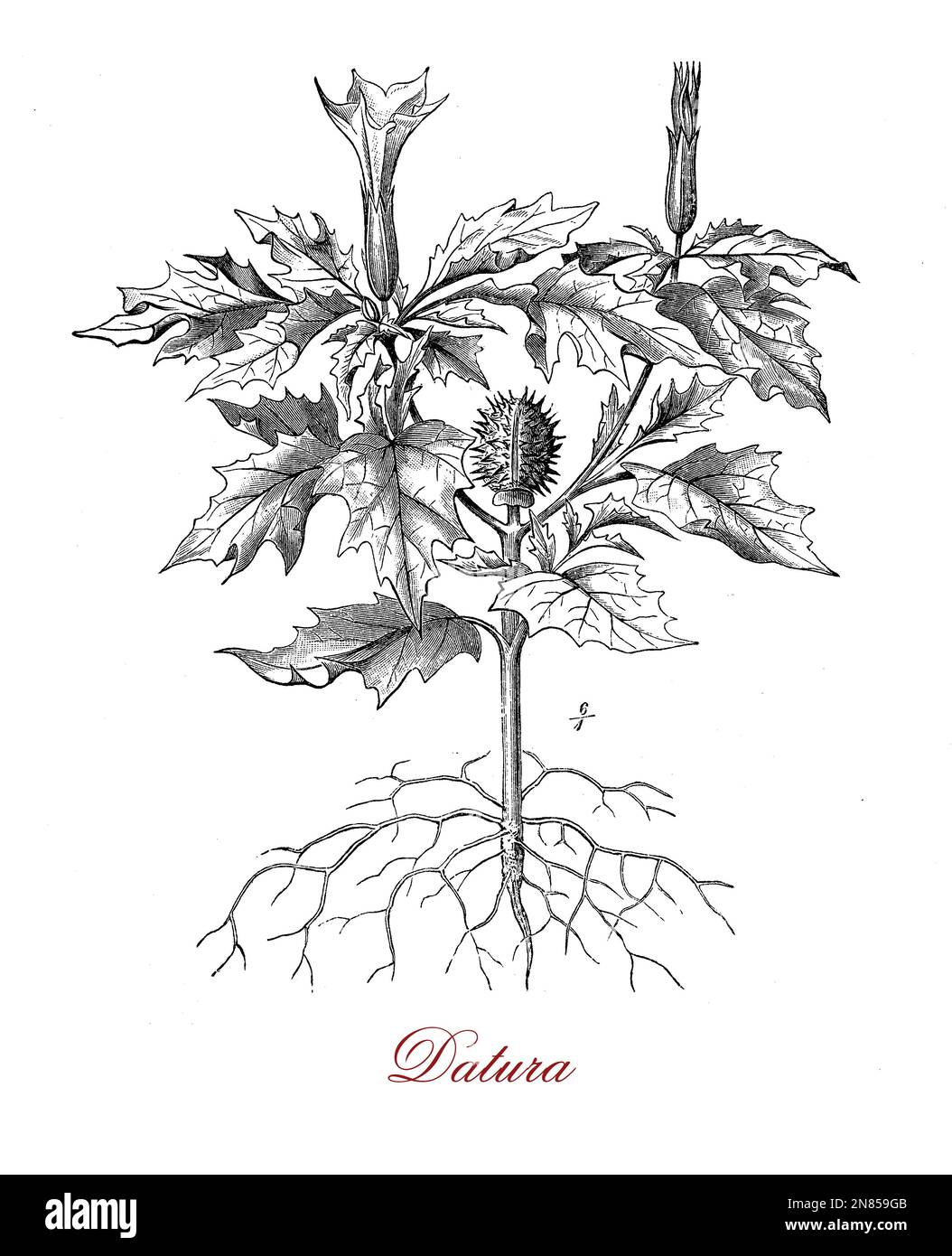 Datura stramonium con a forma di tromba fiori utilizzati nella medicina tradizionale per alleviare l'asma. È anche allucinogena e deliriant, tossici in quantità. Foto Stock