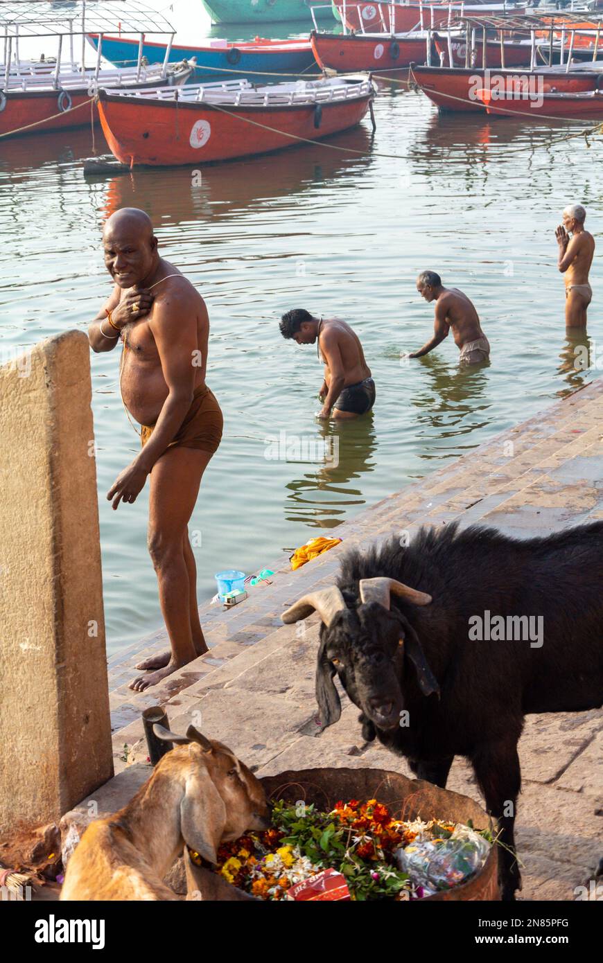 Varanasi, Uttar Pradesh, India, pellegrini indiani che fanno un'abluzione e una vacca nera che mangia offerte. Foto Stock