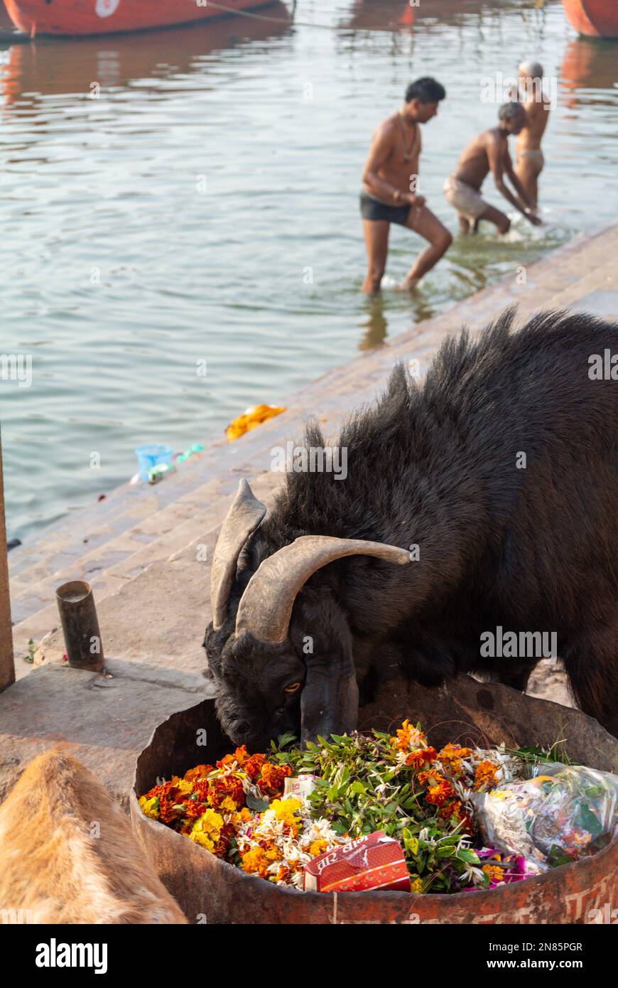 Varanasi, Uttar Pradesh, India, pellegrini indiani che fanno un'abluzione e una vacca nera che mangia offerte. Foto Stock