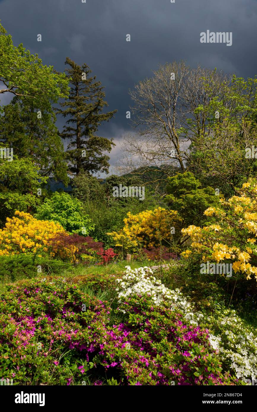 Colore primaverile tra alberi e arbusti nei giardini di Plas Tan-y-Bwlch vicino a Maentworg, Snowdonia, Galles del Nord Foto Stock