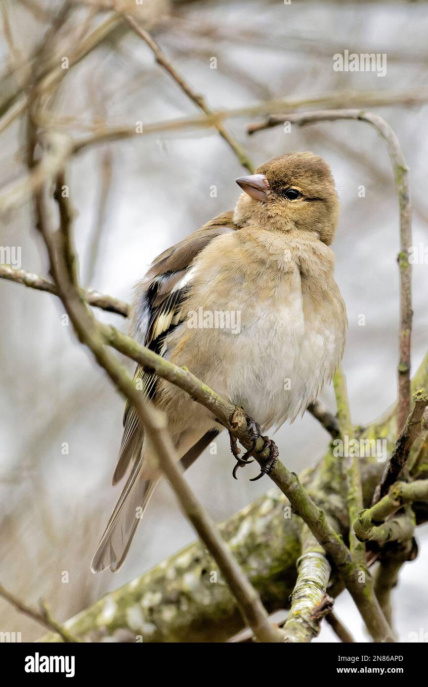Una femmina di fringuello Foto Stock