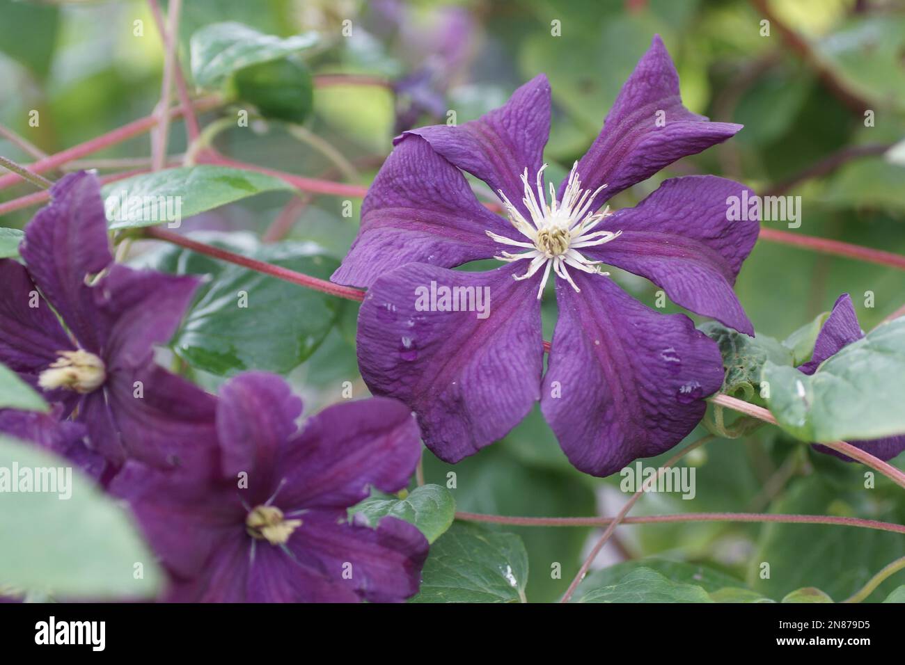 La clematide 'Etoile Violette' Foto Stock