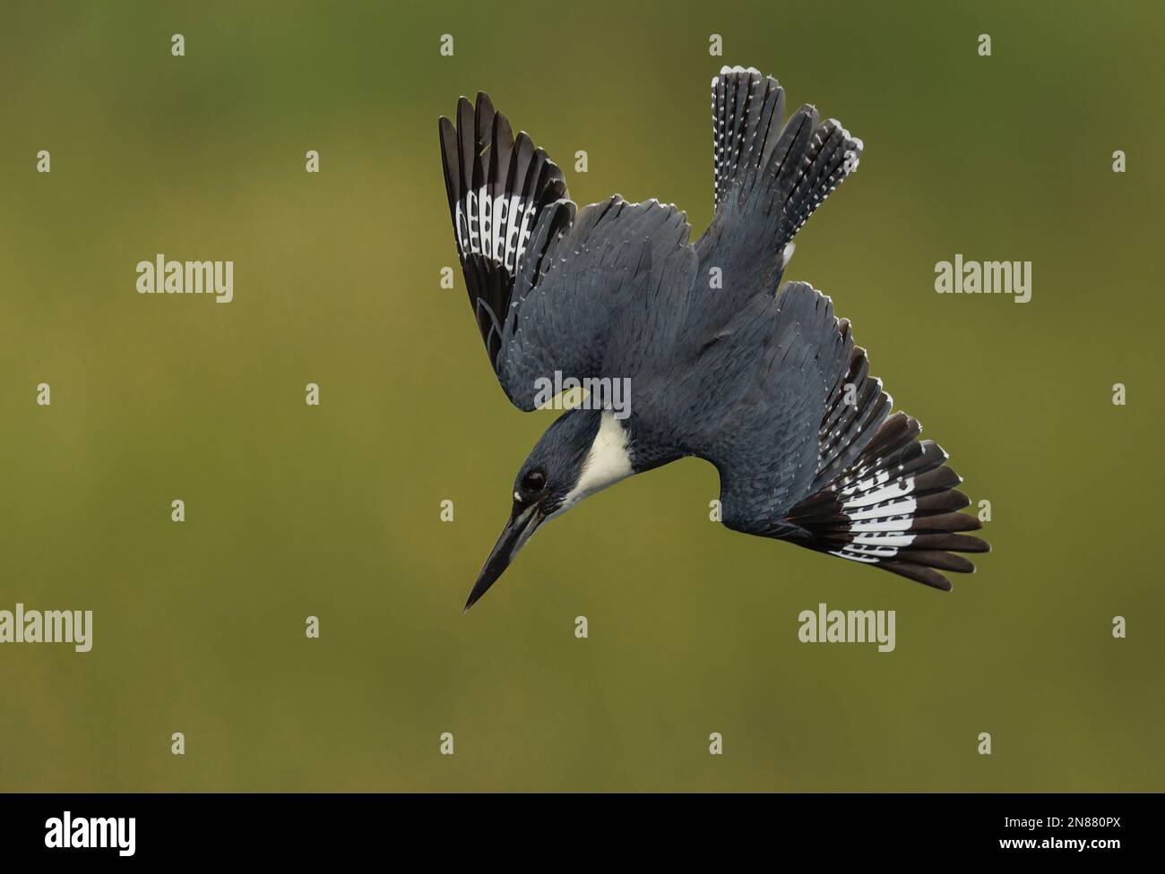 KingFisher pesca in un fiume Foto Stock