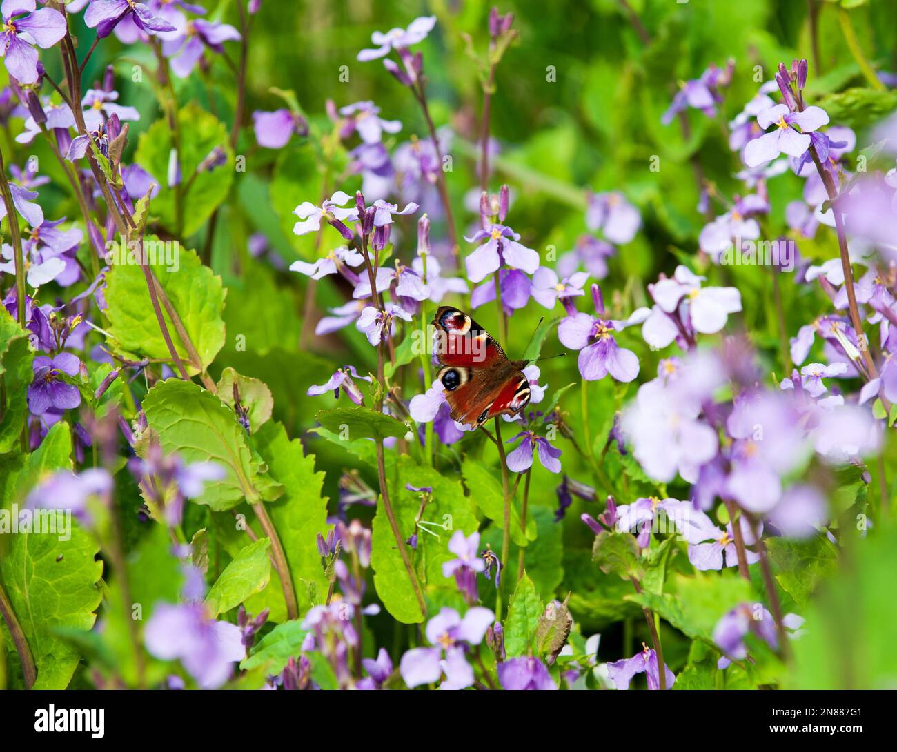 Bei giardini di verdure con fiori rosa-malve fiorenti e farfalla in primavera, Foto Stock