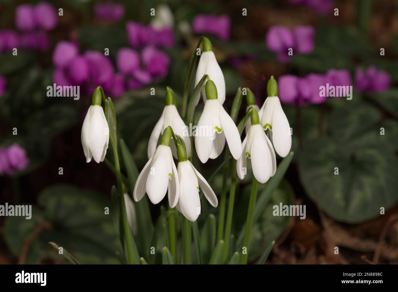 Esposizione invernale di gocce di neve, galanthus nivalis, e ciclamino magenta coum in un giardino del Regno Unito febbraio Foto Stock
