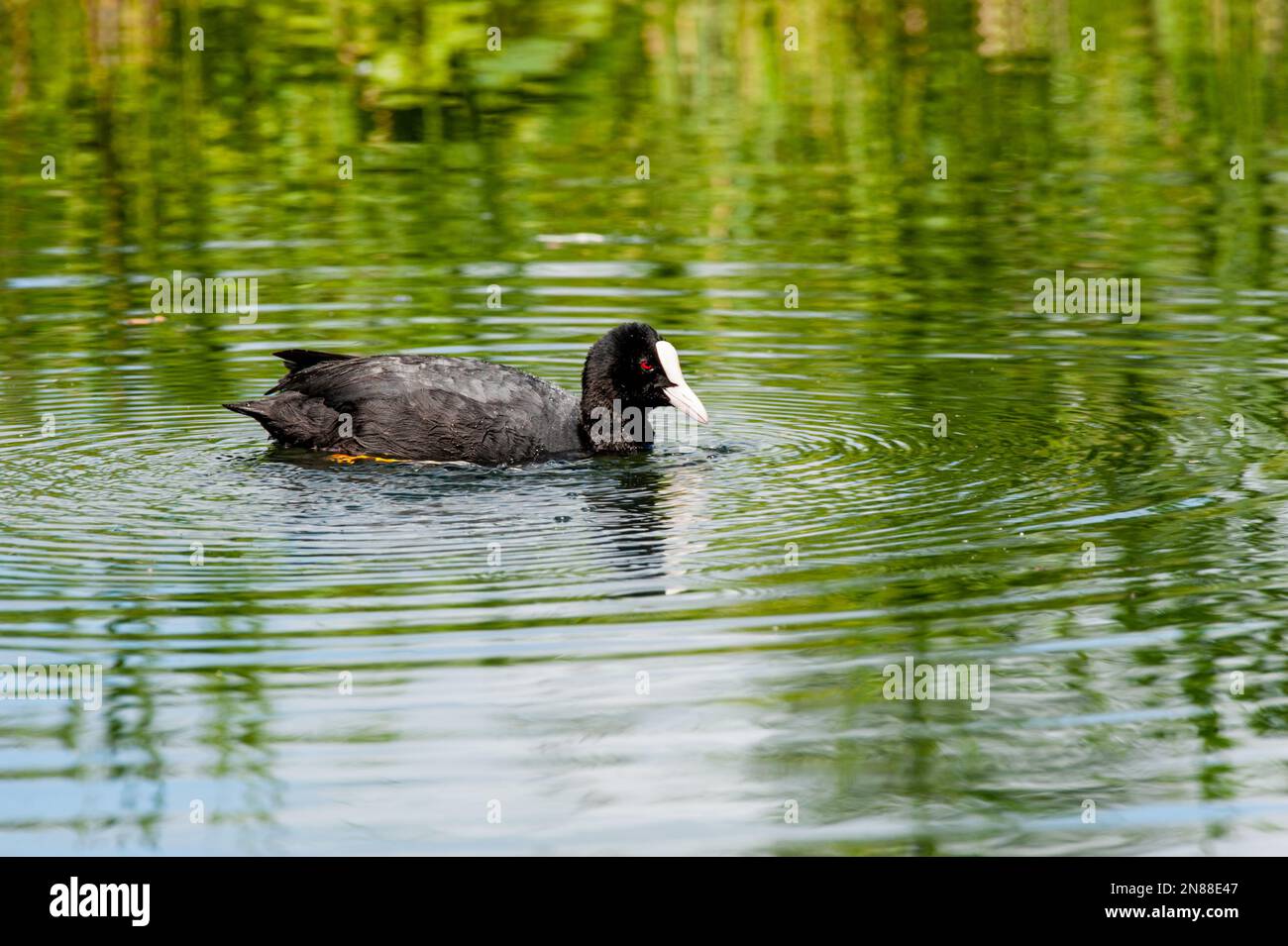 Coot (Fulica atra) sul lago, la fauna selvatica irlandese, Foto Stock