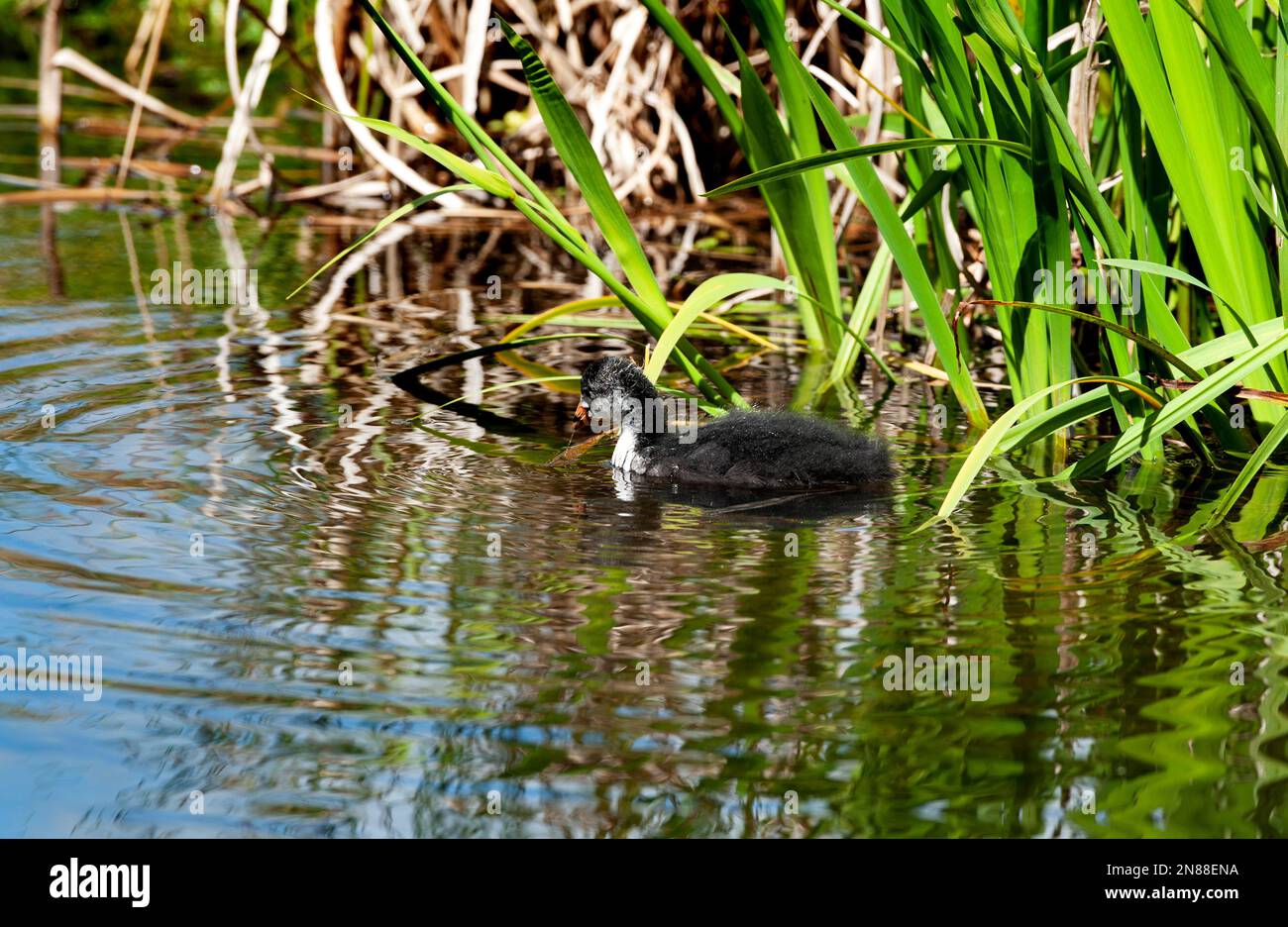 Coot (Fulica atra) pulcino sul lago, fauna selvatica irlandese, Foto Stock