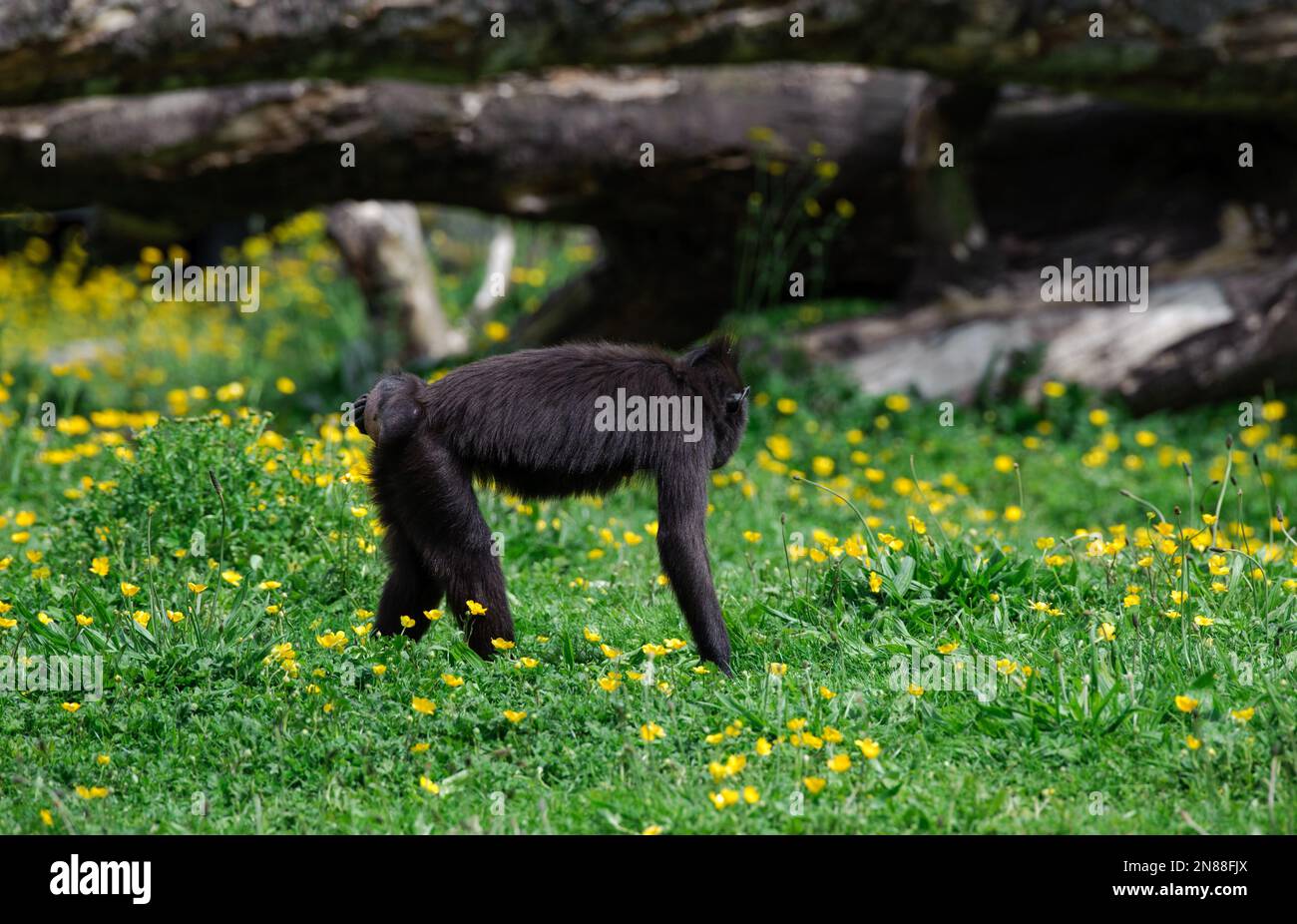 Dublino, Irlanda - 27 maggio 2022. Il macaco crestato Celebes (Macaca nigra) Foto Stock