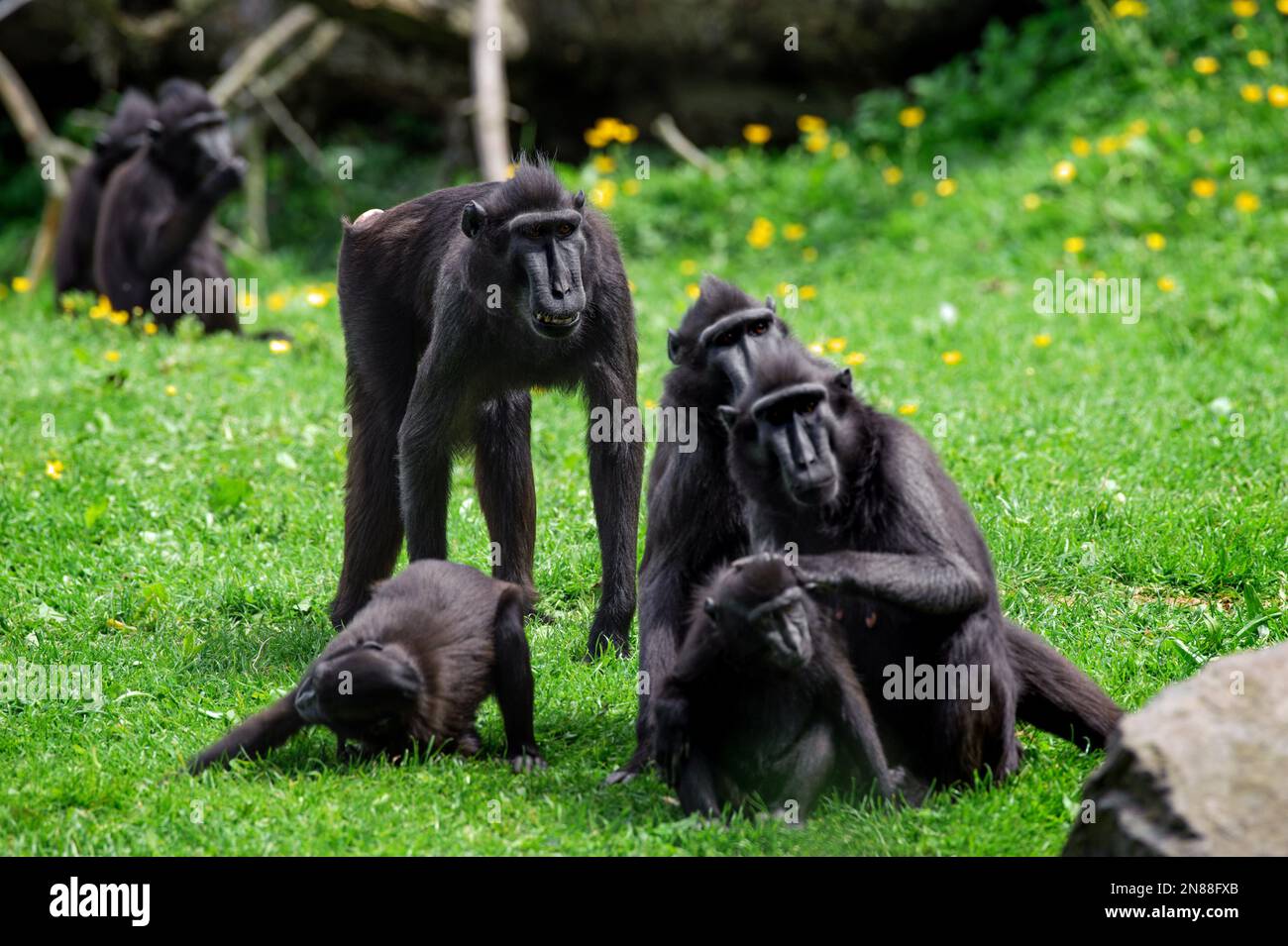 Dublino, Irlanda - 27 maggio 2022. Il macaco crestato Celebes (Macaca nigra) Foto Stock