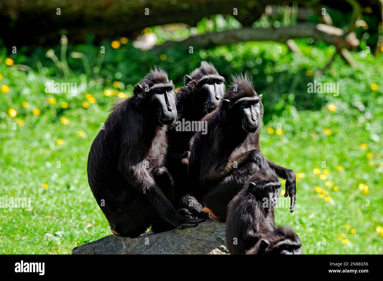 Dublino, Irlanda - 27 maggio 2022. Il macaco crestato Celebes (Macaca nigra) Foto Stock