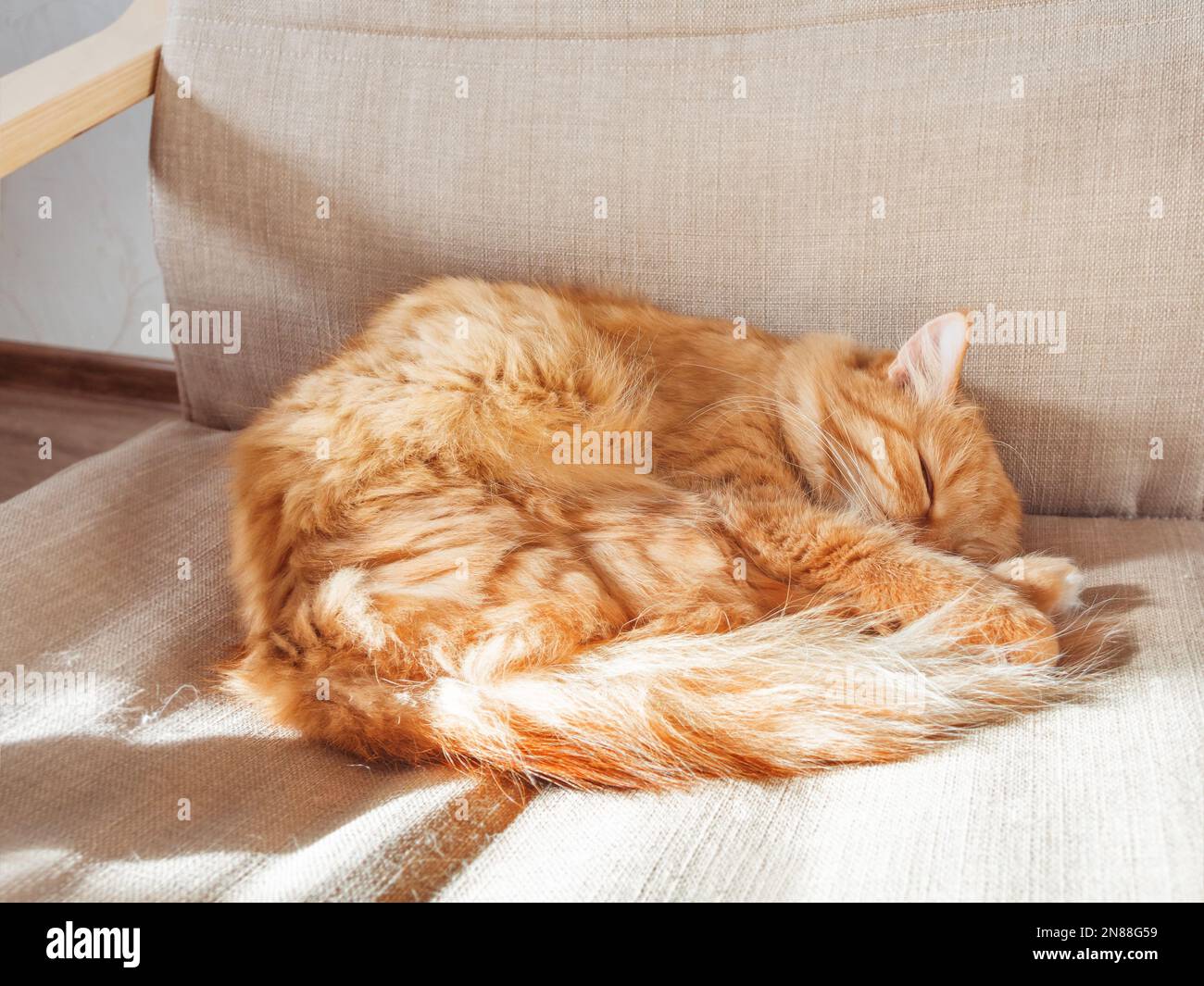 Gatto zenzero carino sdraiato sulla sedia. Il soffice animale domestico si è sistemato comodamente per dormire. Sfondo accogliente casa con divertente animale domestico. Foto Stock