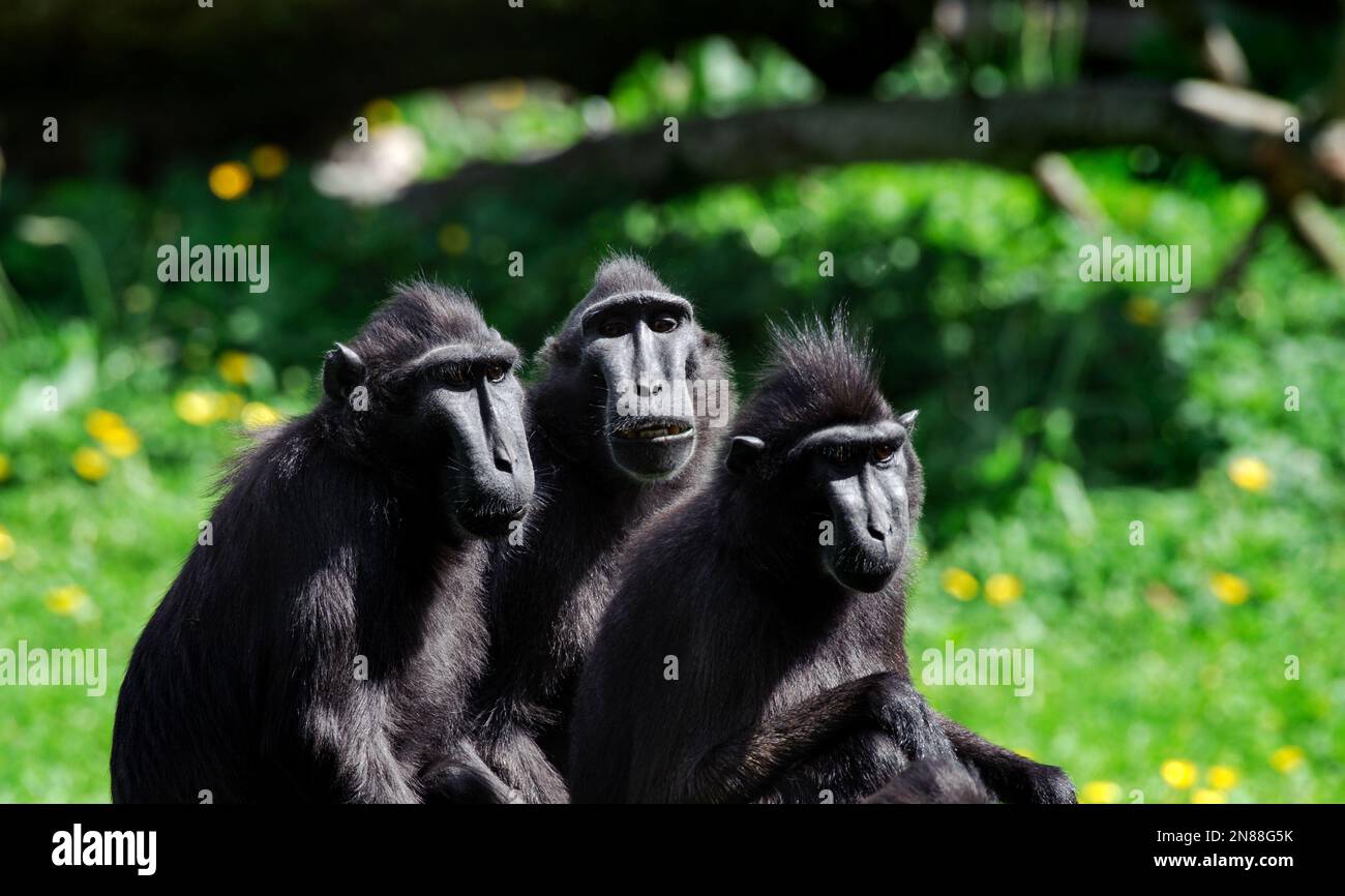Dublino, Irlanda - 27 maggio 2022. Il macaco crestato Celebes (Macaca nigra) Foto Stock
