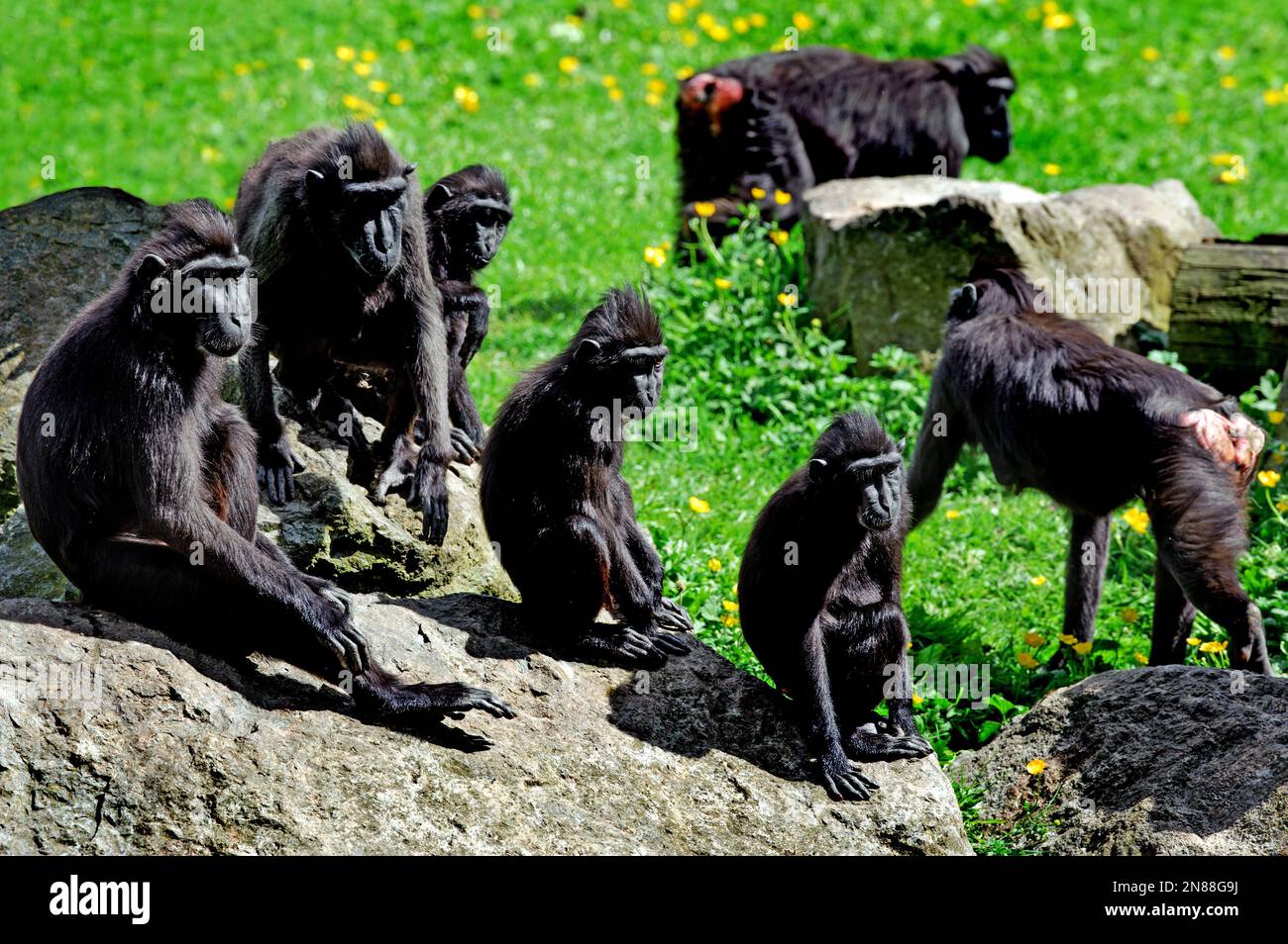 Dublino, Irlanda - 27 maggio 2022. Il macaco crestato Celebes (Macaca nigra) Foto Stock