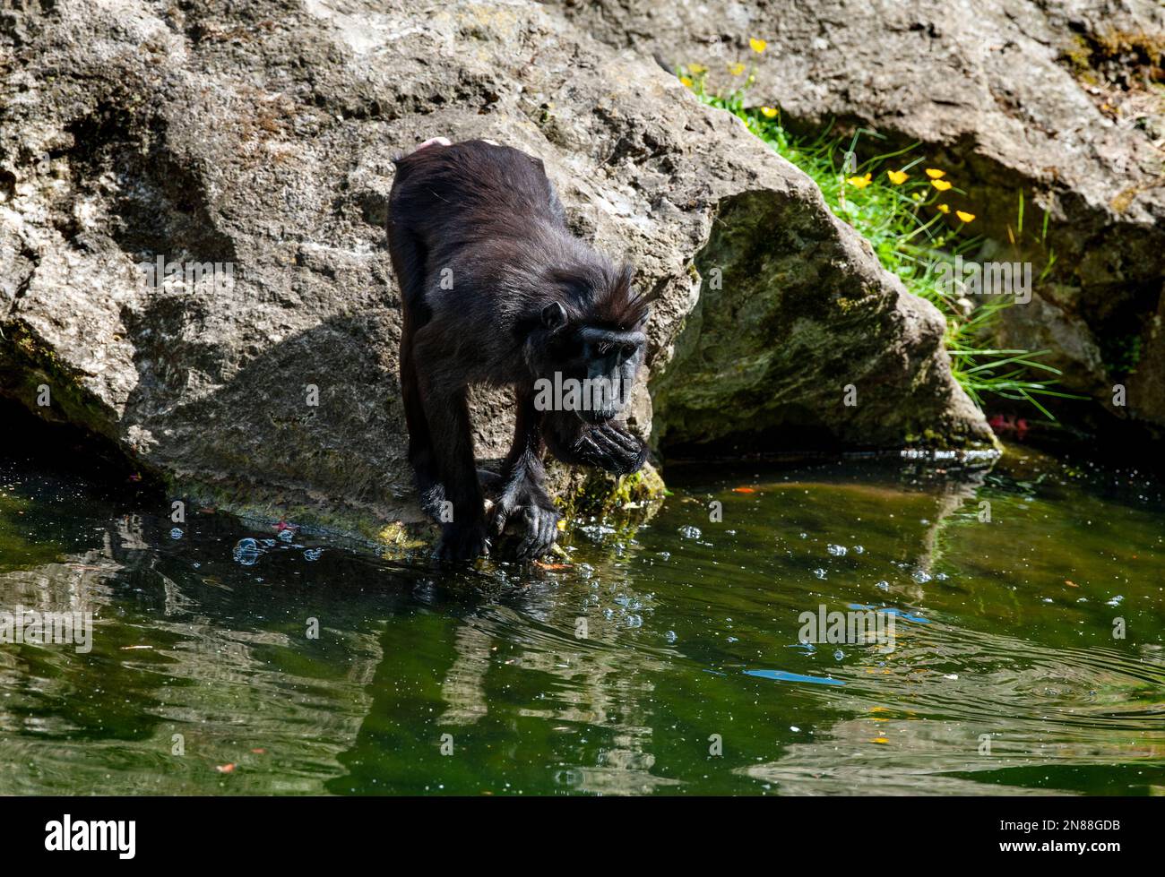 Dublino, Irlanda - 27 maggio 2022. Il macaco crested Celebes (Macaca nigra) acqua potabile Foto Stock