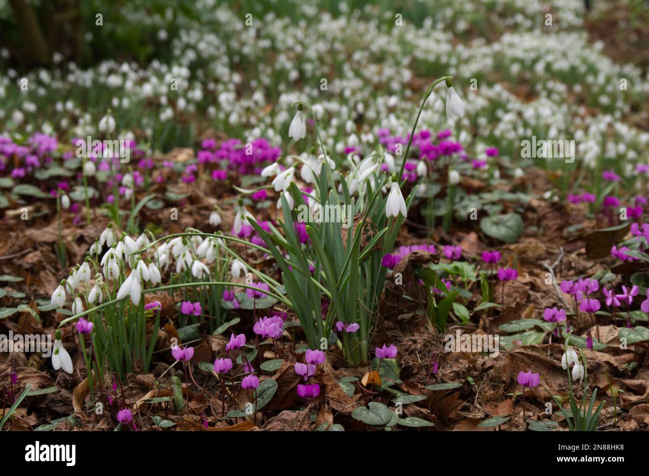 Esposizione invernale di gocce di neve naturalizzate, galanthus nivalis, e ciclamino magenta coum crescere attraverso lettiera foglia in un giardino del Regno Unito febbraio Foto Stock