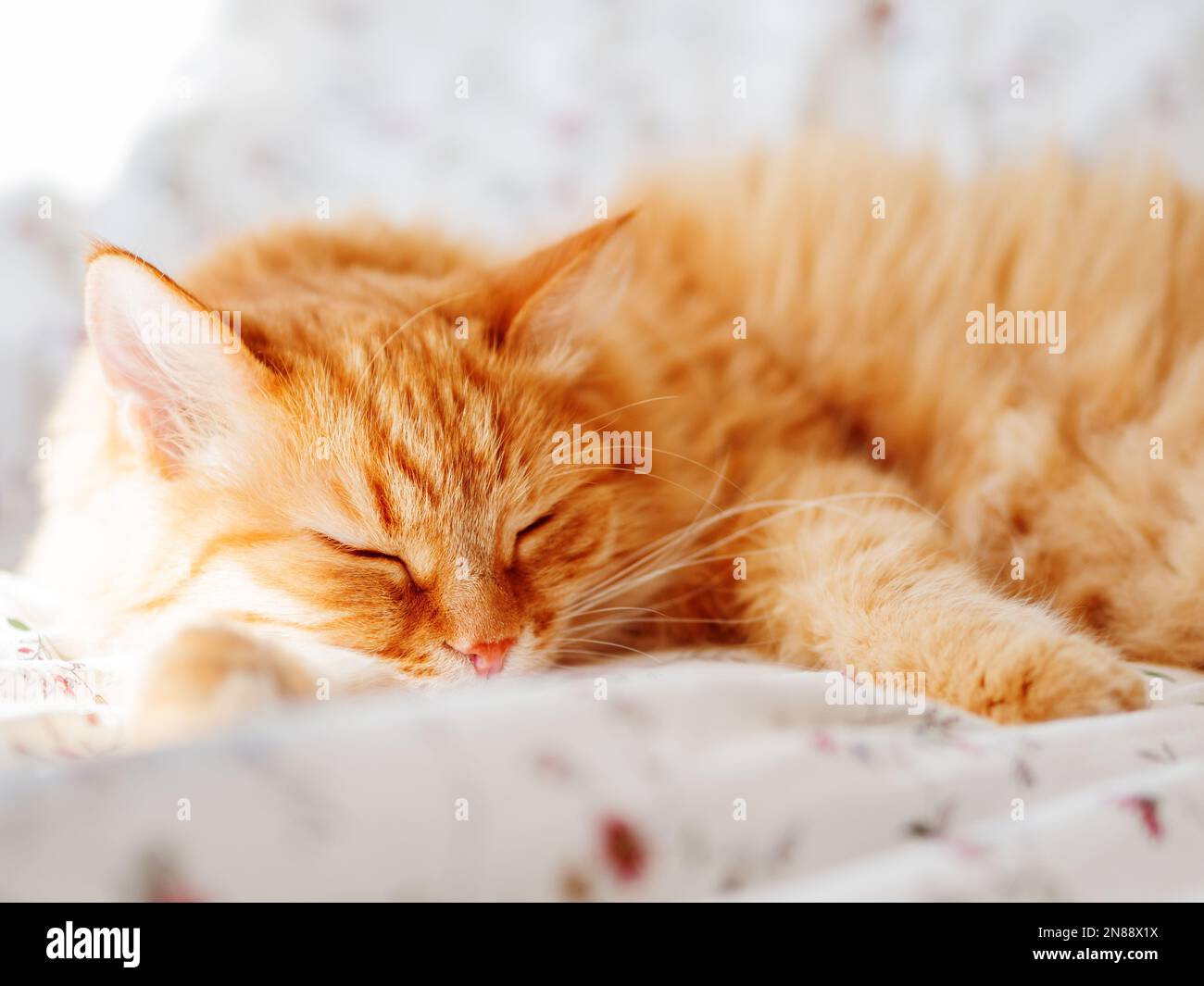 Carino zenzero gatto sdraiato a letto. Spianatura soffice degli animali domestici. Accogliente sfondo casa, mattina notte a letto. Foto Stock