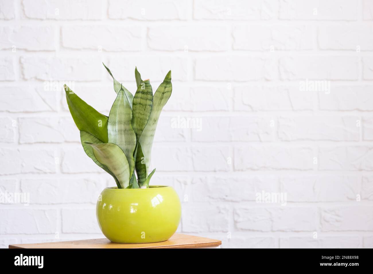 Sansevieria Moonshine è un'utile pianta medicinale all'interno su parete di mattoni di white. Piante in vaso casa, arredamento verde casa, cura e coltivazione Foto Stock